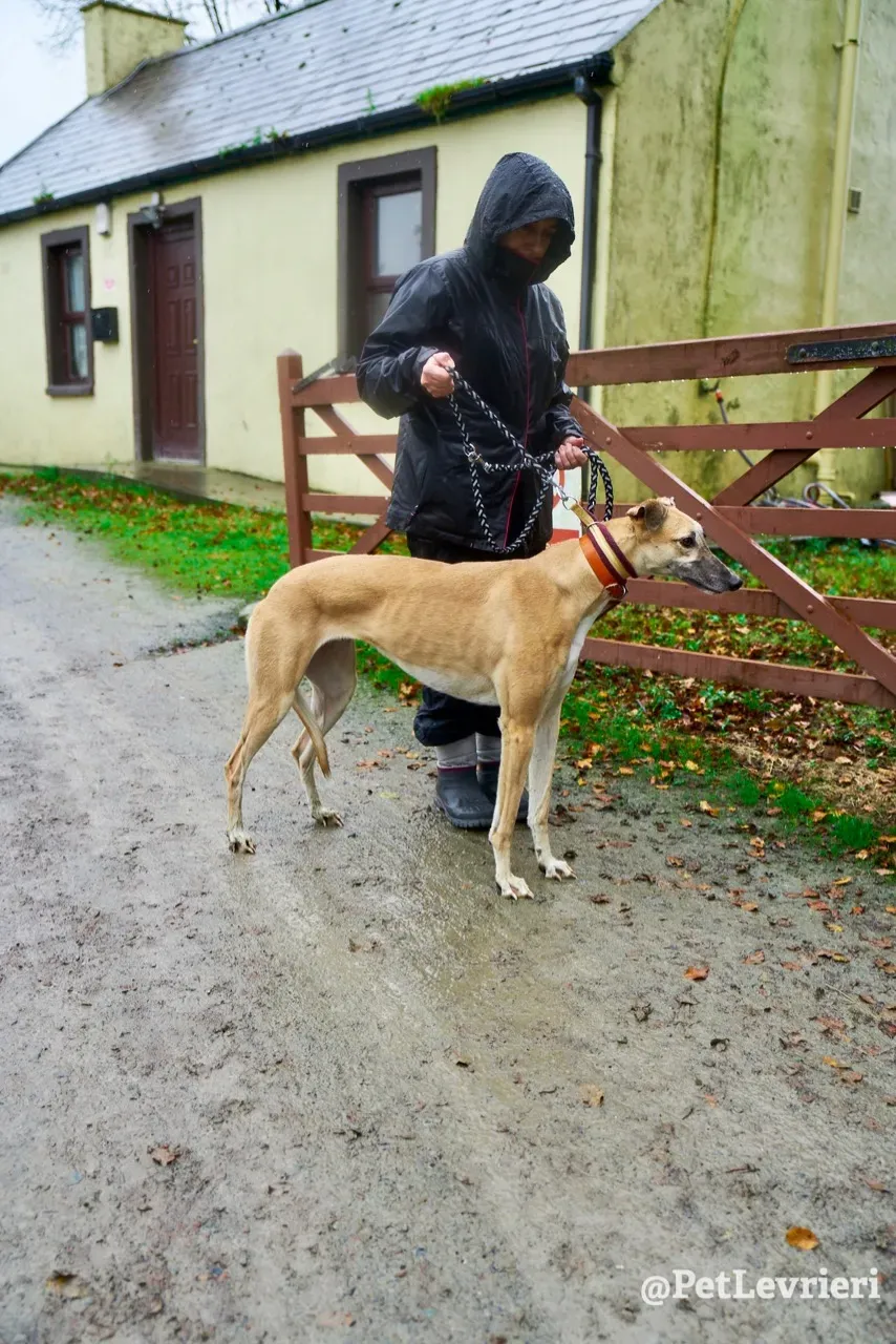 SKY pet levrieri greyhound3