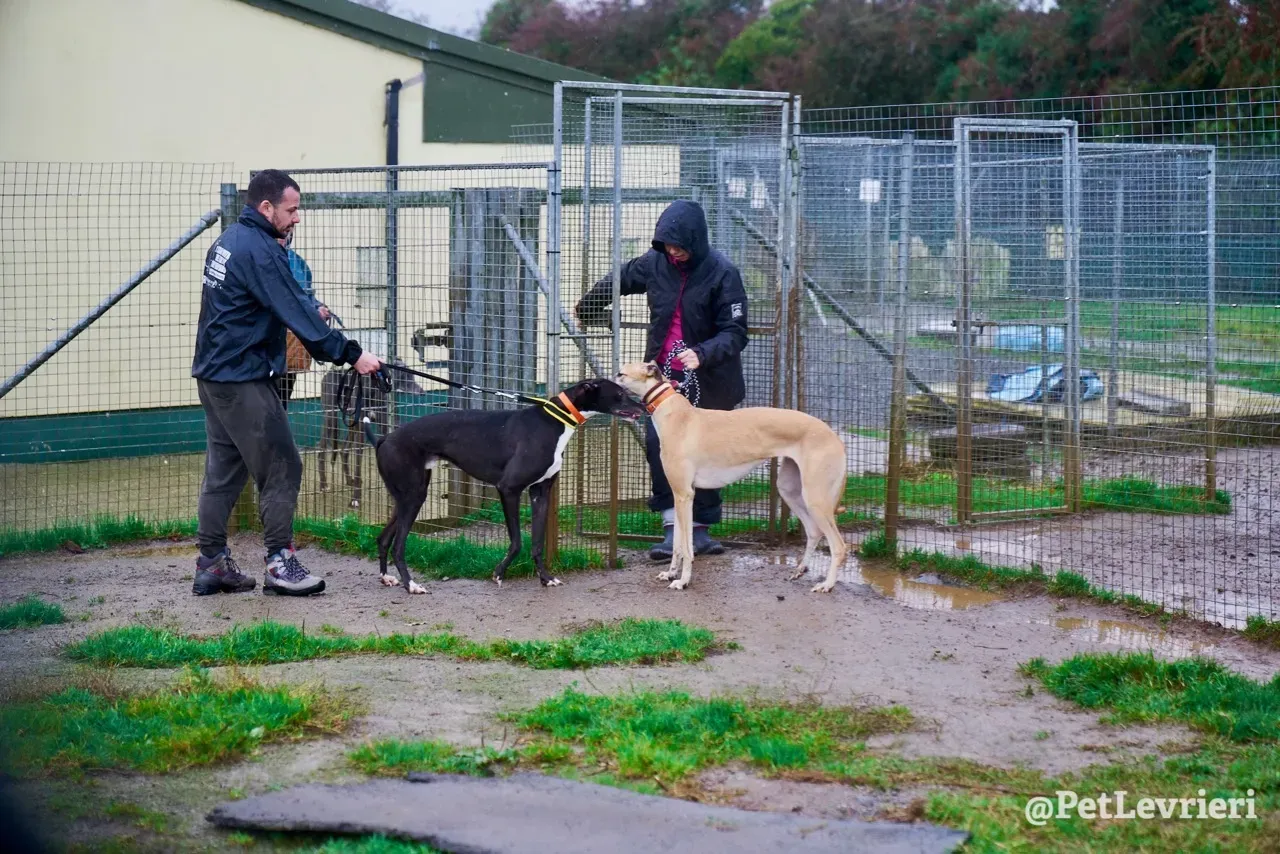 SKY pet levrieri greyhound4