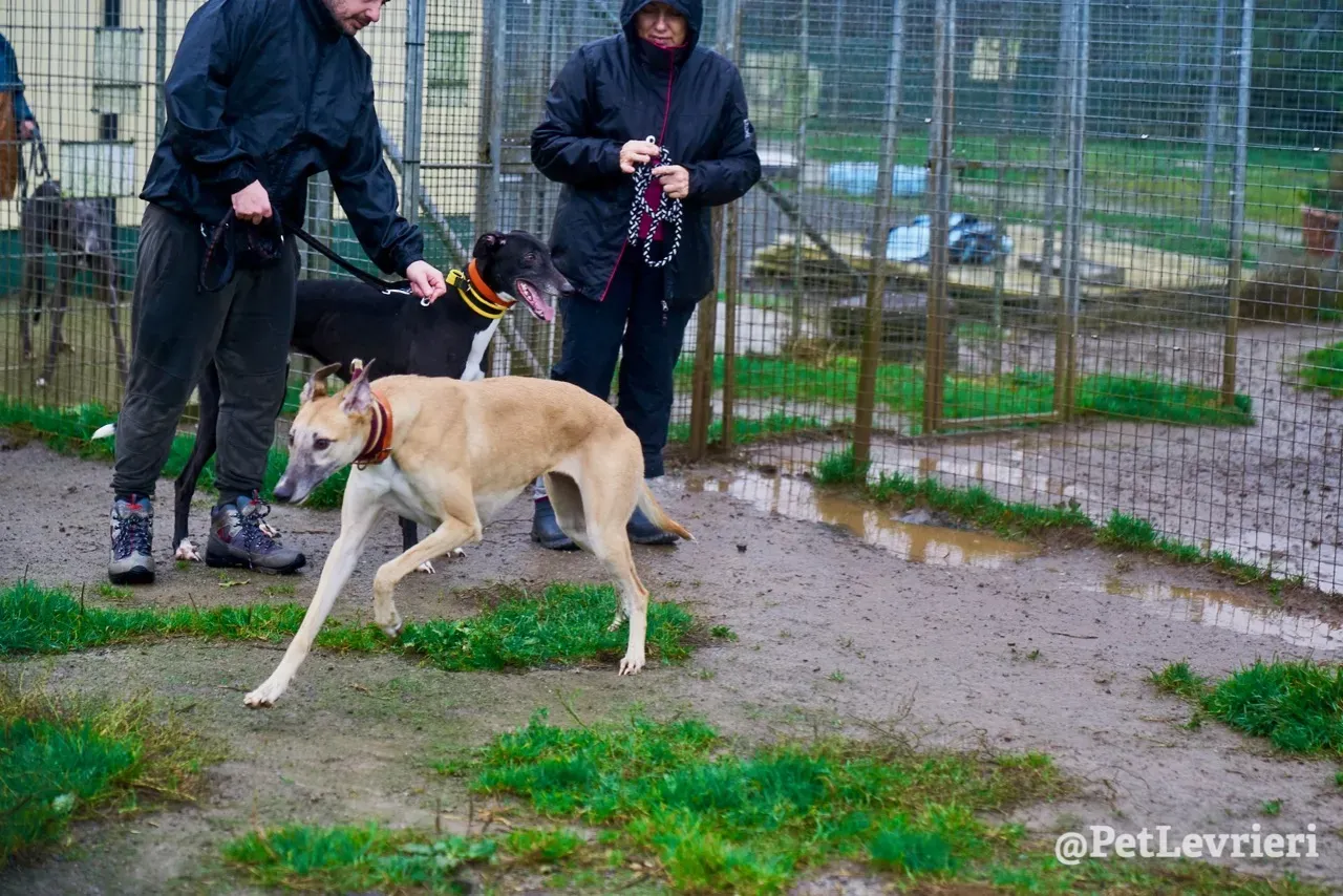 SKY pet levrieri greyhound5