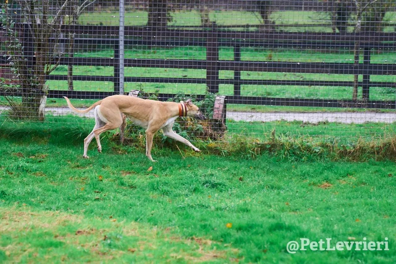 SKY pet levrieri greyhound6