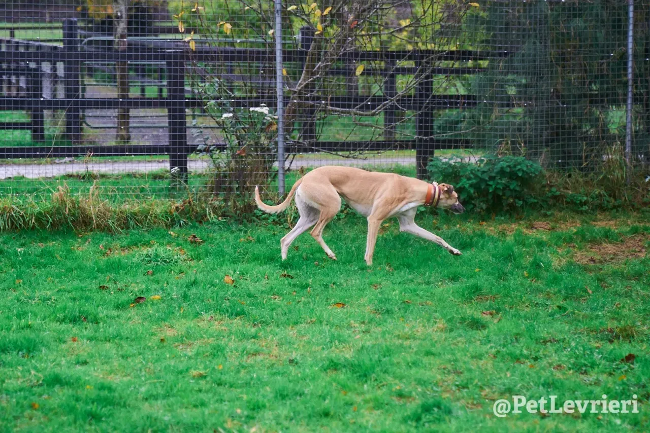 SKY pet levrieri greyhound7