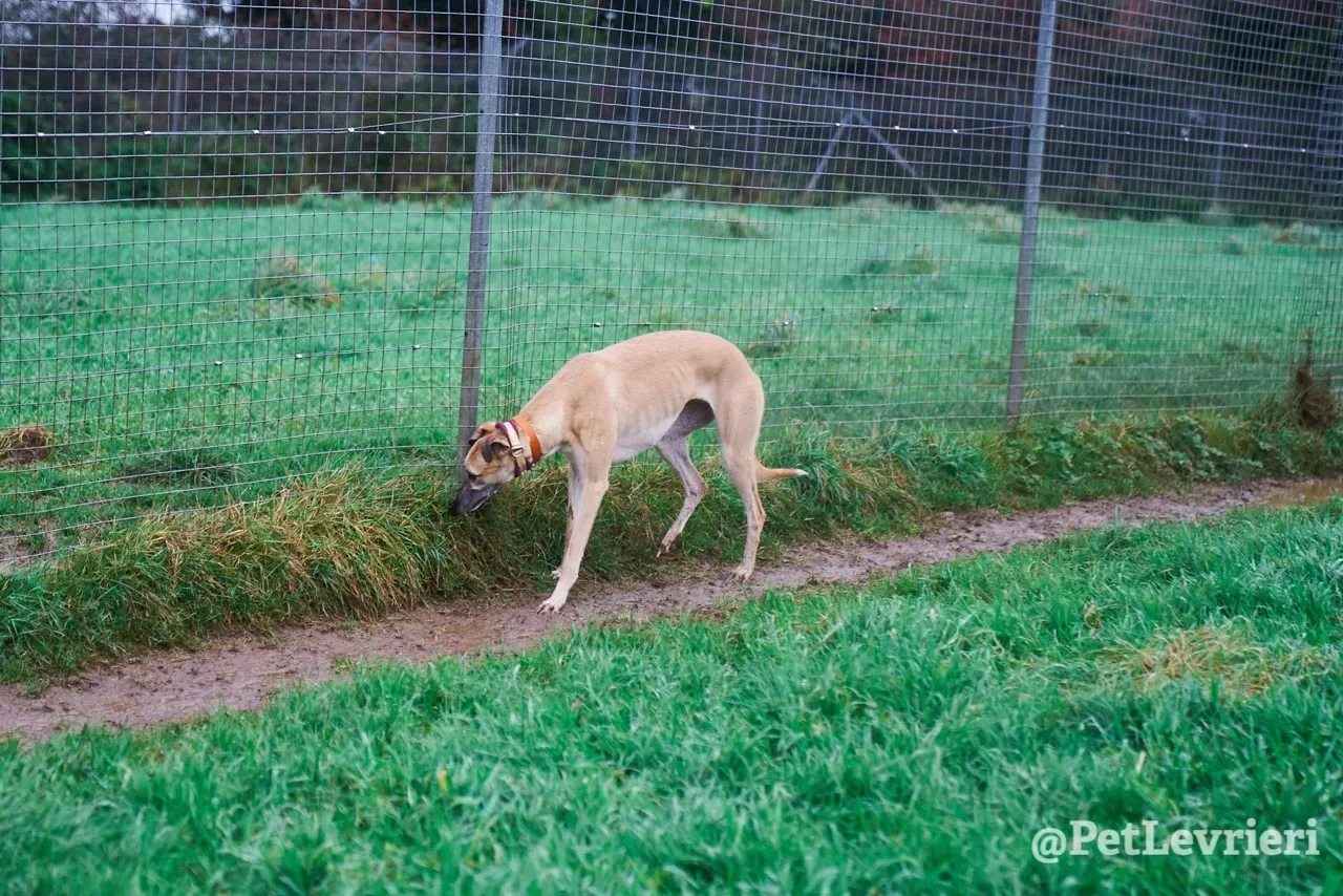 SKY pet levrieri greyhound8