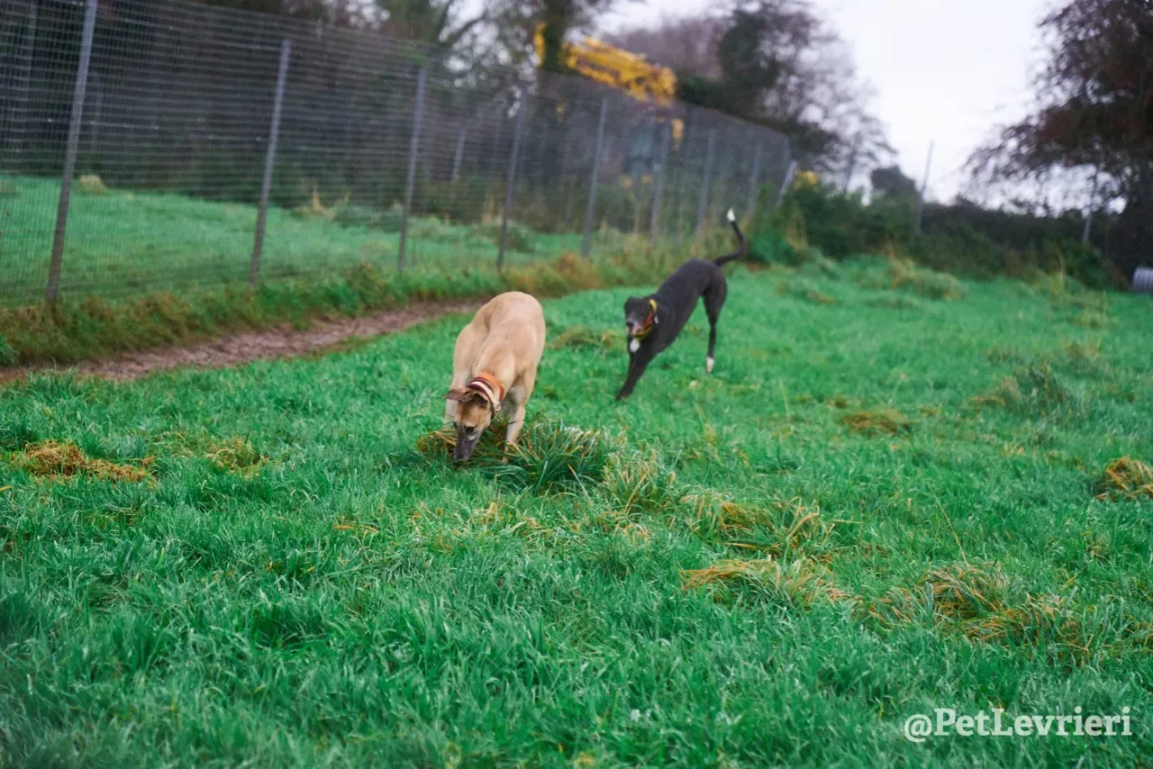 SKY pet levrieri greyhound9