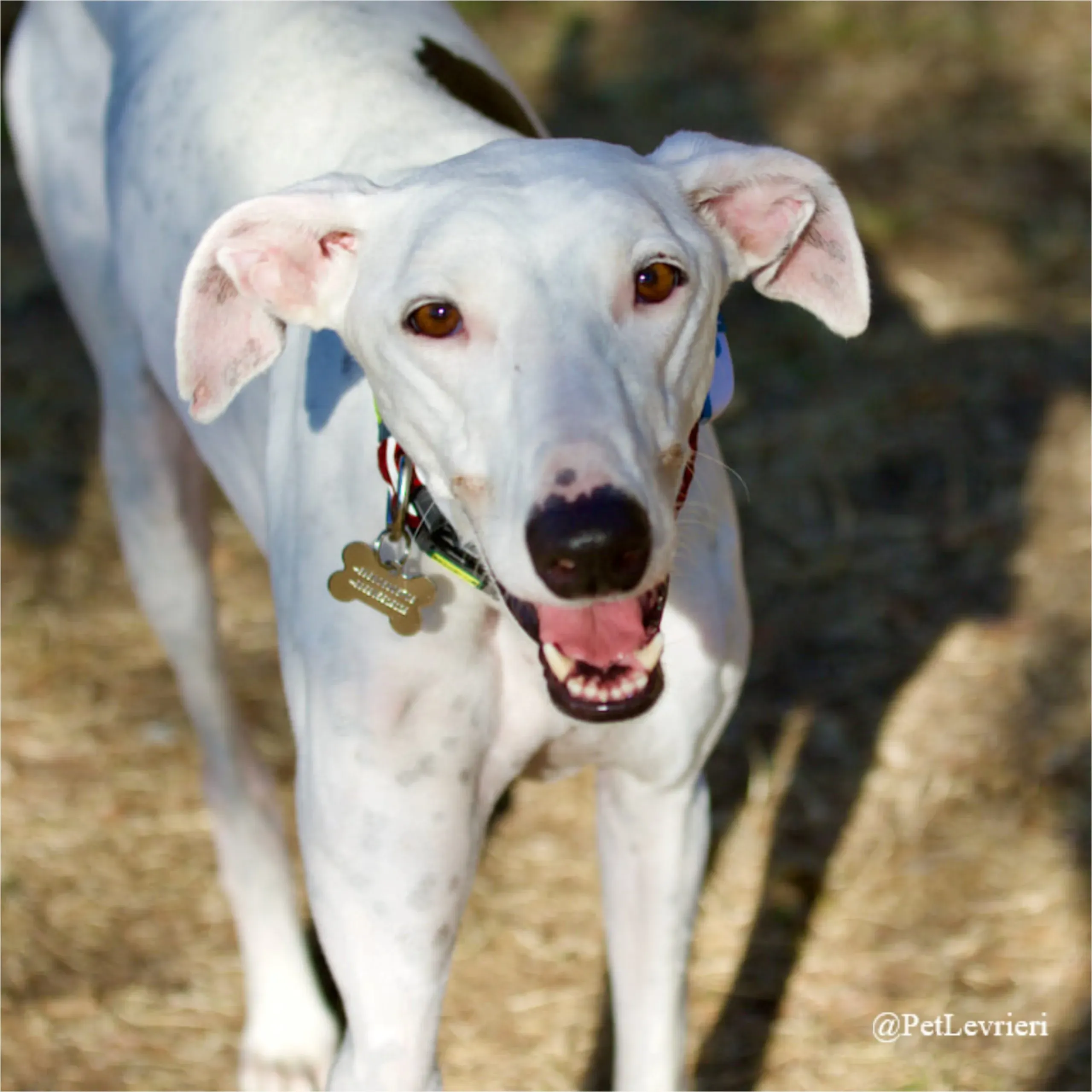 STEFANIA54New Phototastic Collage scaled