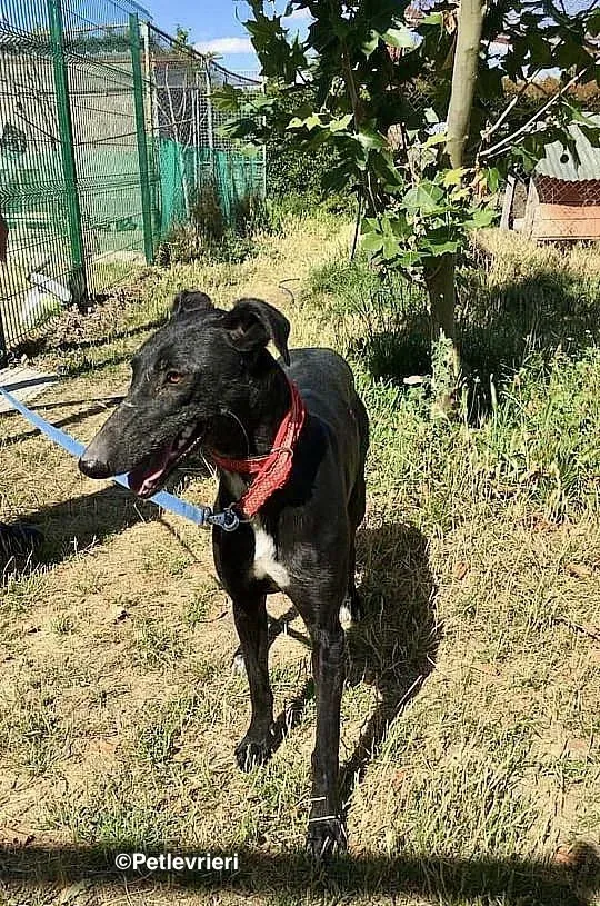 Sadie adozione levrieri galgo