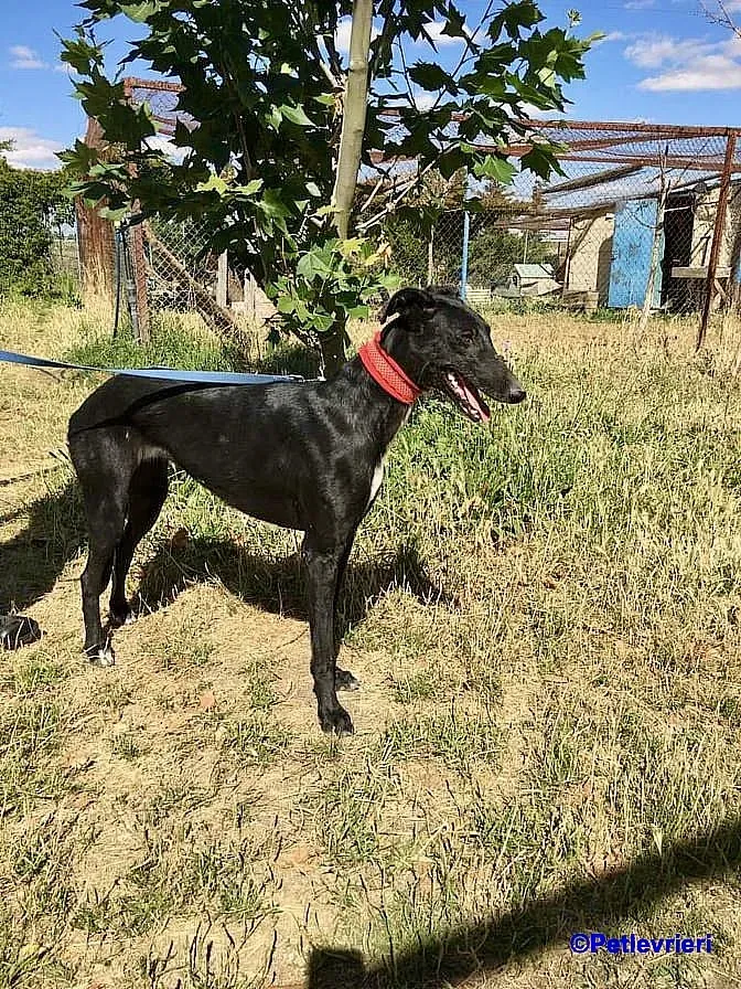 Sadie adozione levrieri galgo 1