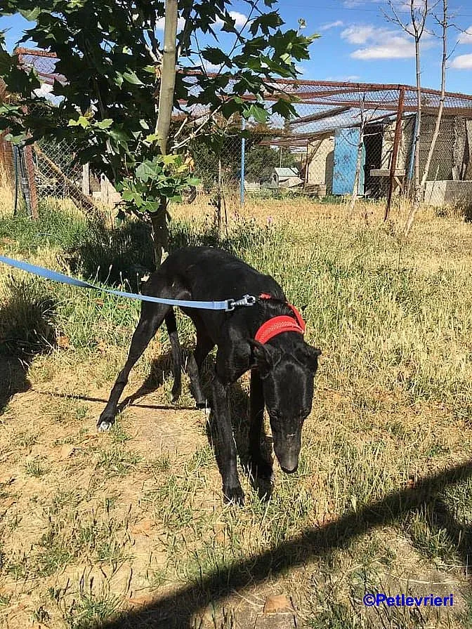 Sadie adozione levrieri galgo 2