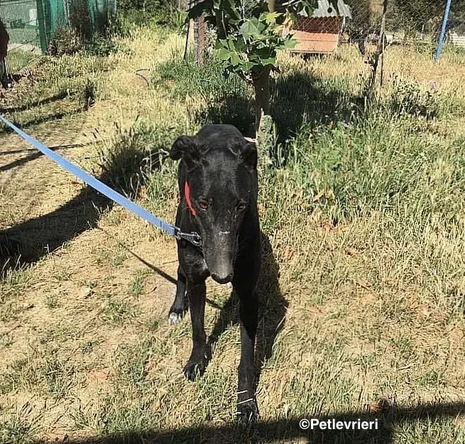 Sadie adozione levrieri galgo 3