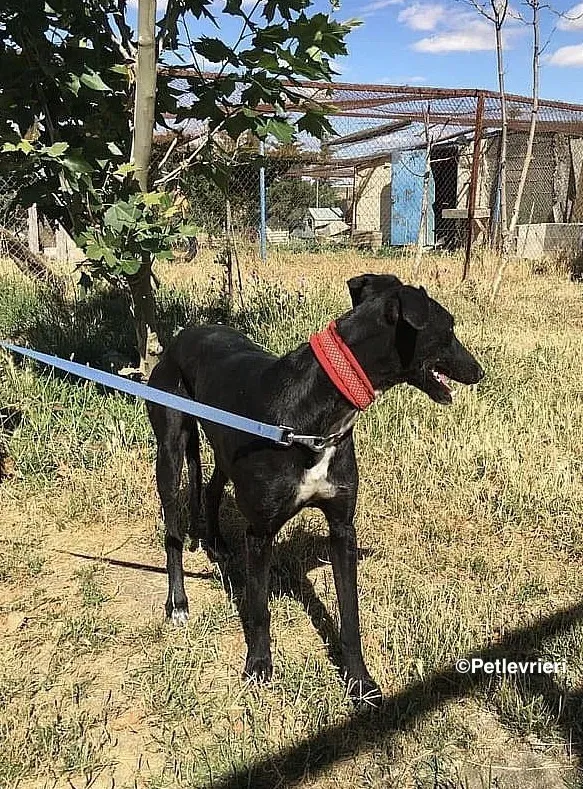 Sadie adozione levrieri galgo 4