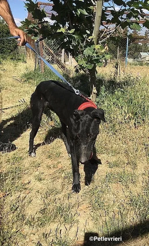 Sadie adozione levrieri galgo 5