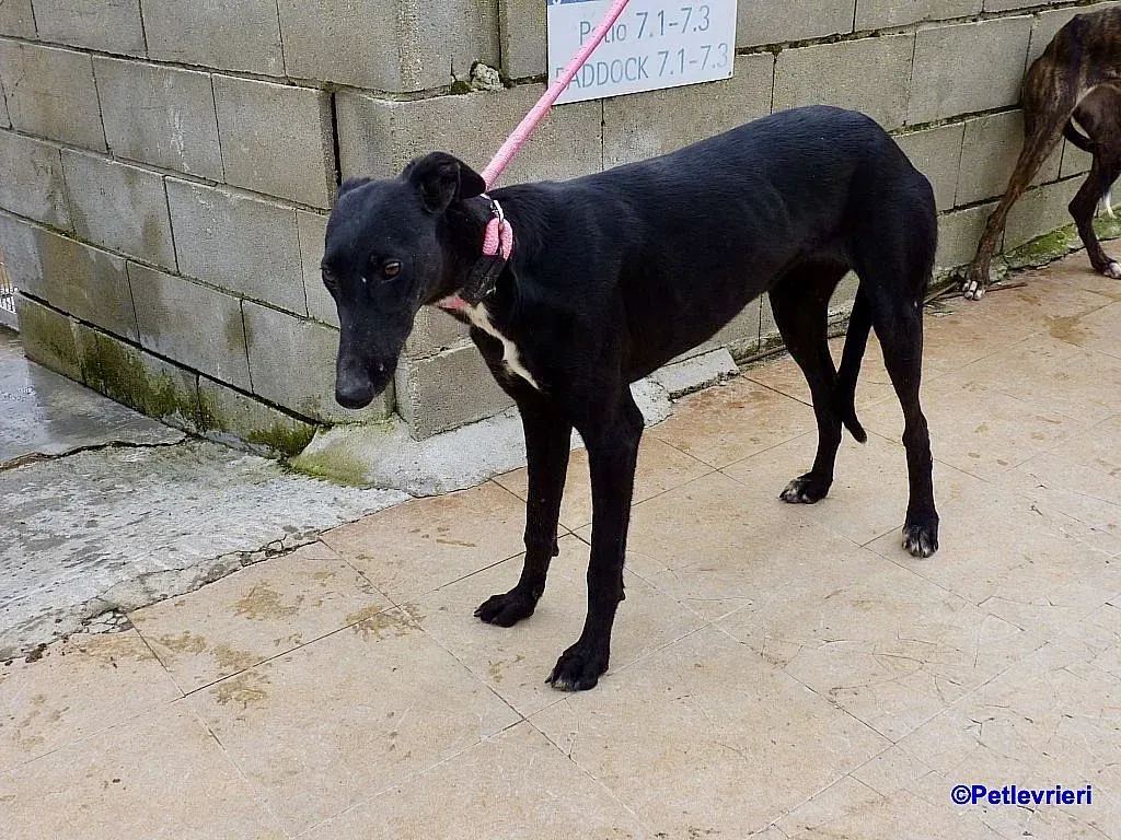 Sadie adozione levrieri galgo 6