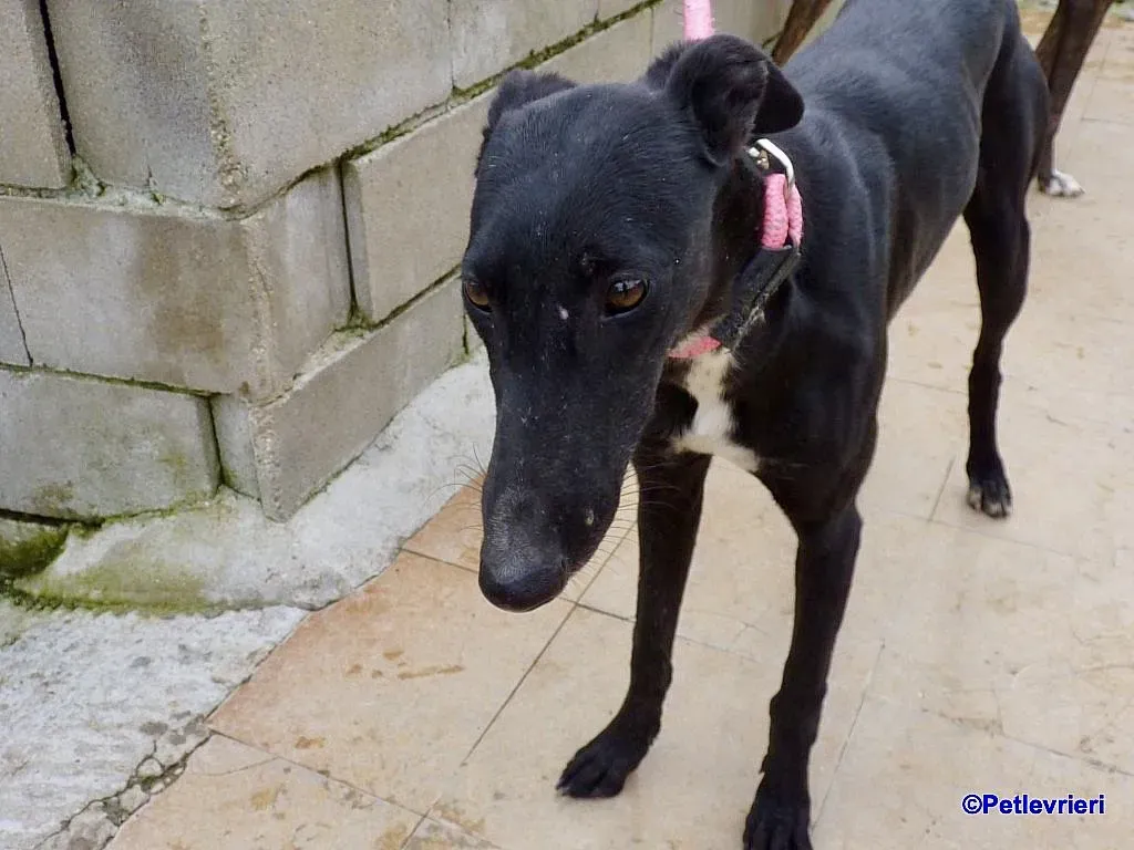 Sadie adozione levrieri galgo 7