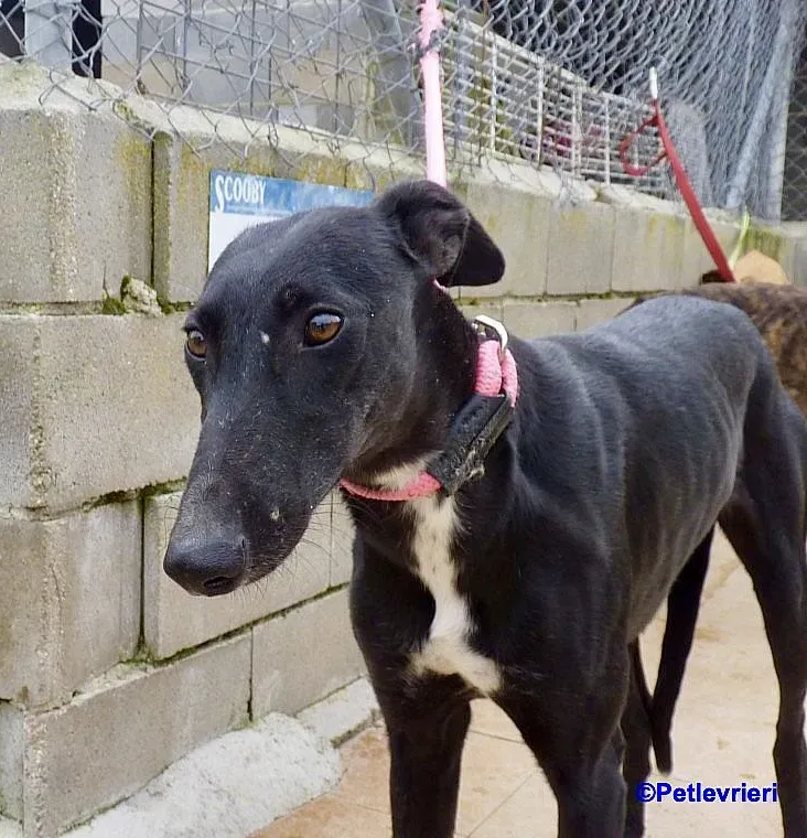 Sadie adozione levrieri galgo 8