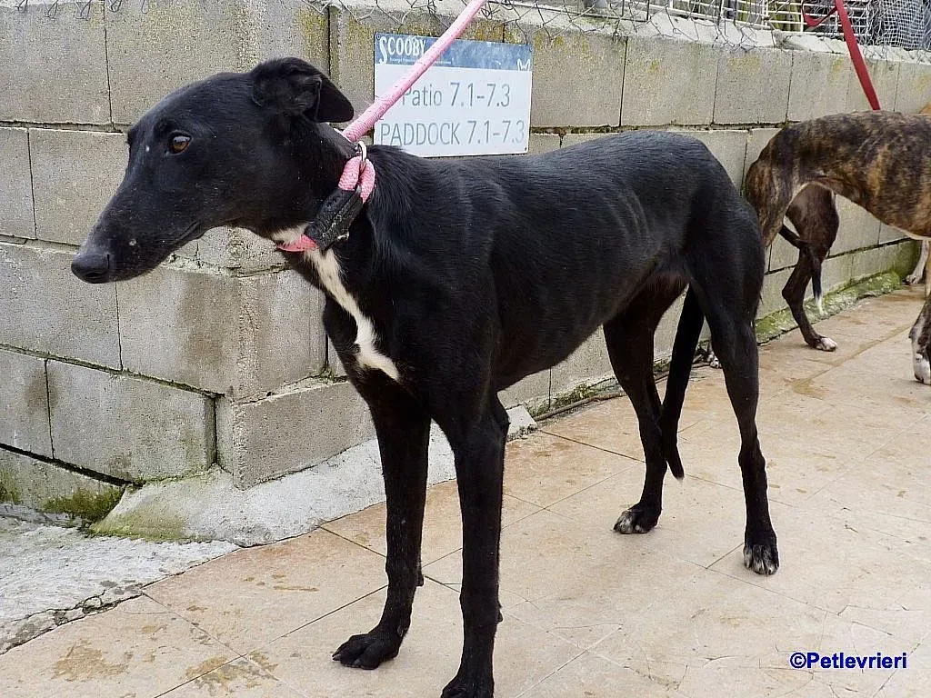 Sadie adozione levrieri galgo 9