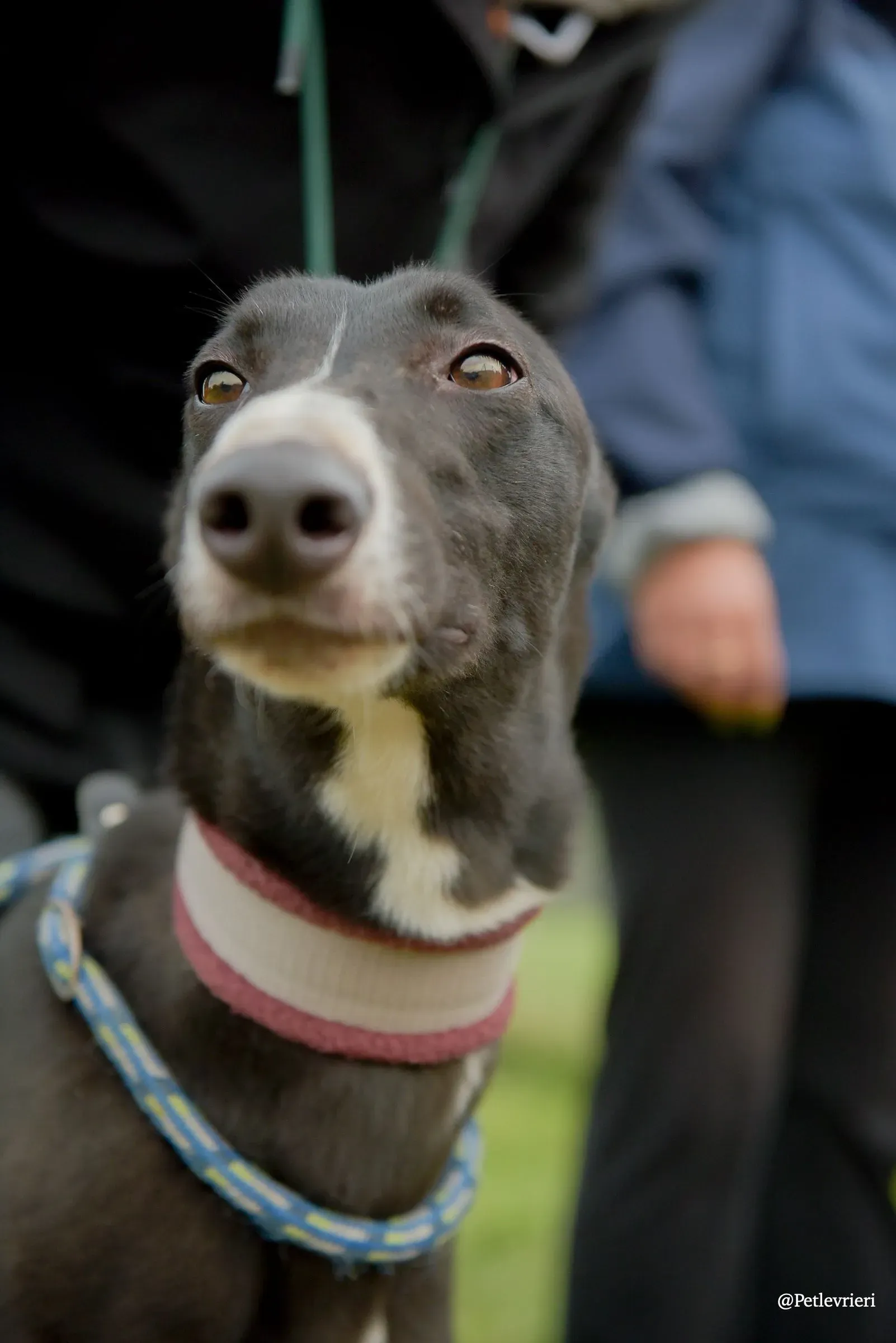 Sadie greyhound pet levrieri 10 risultato