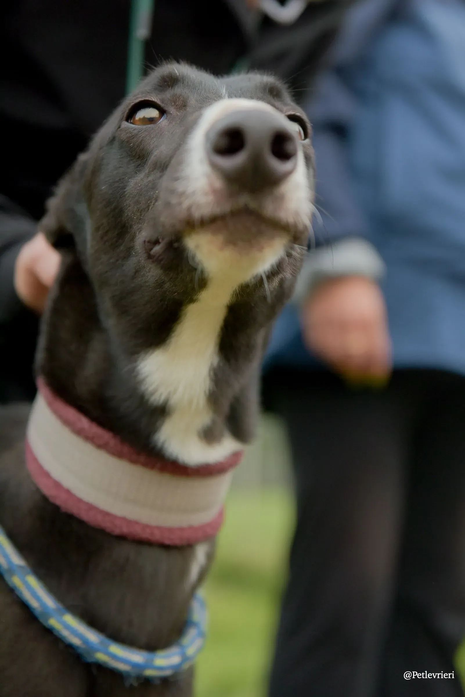 Sadie greyhound pet levrieri 11 risultato