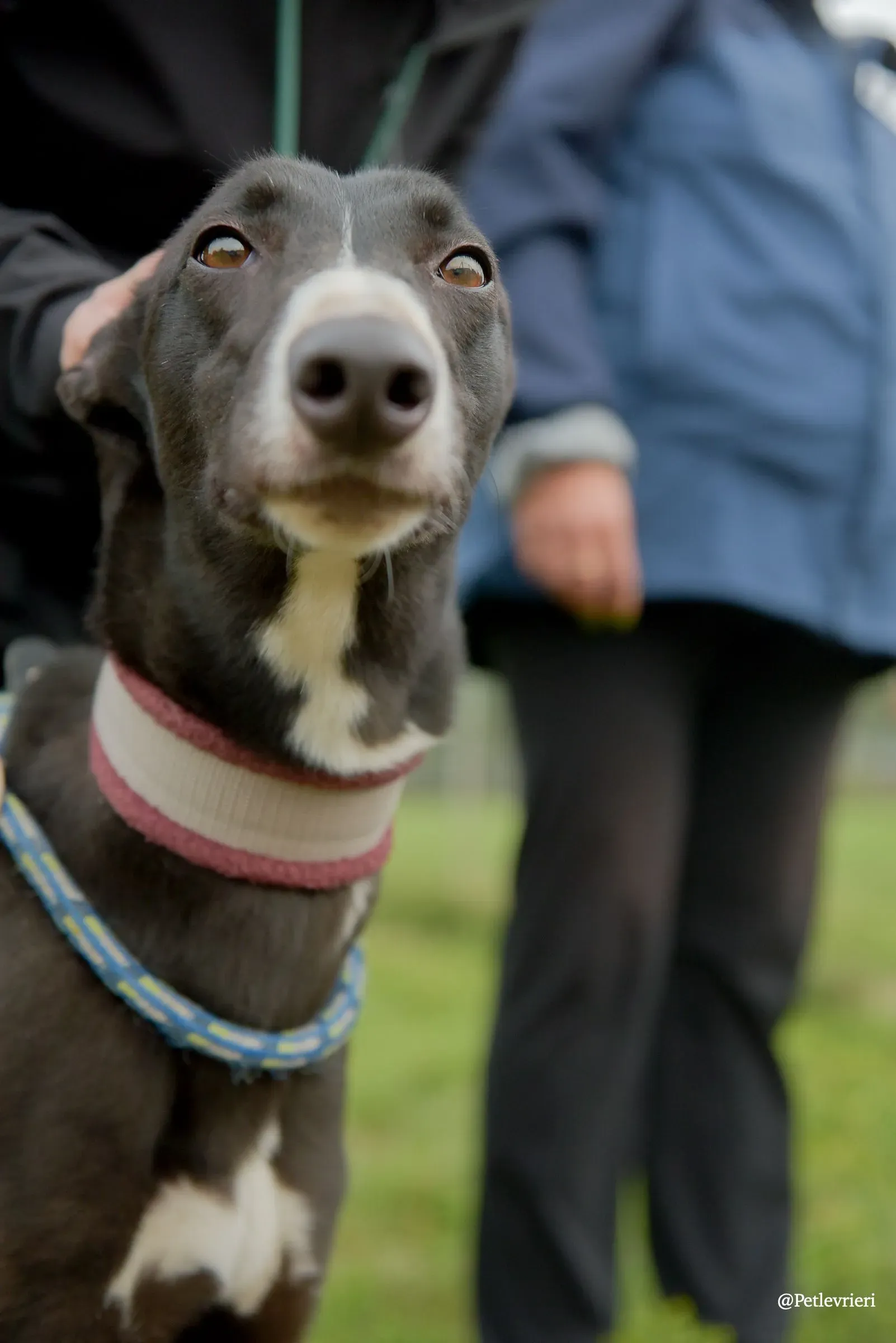 Sadie greyhound pet levrieri 12 risultato