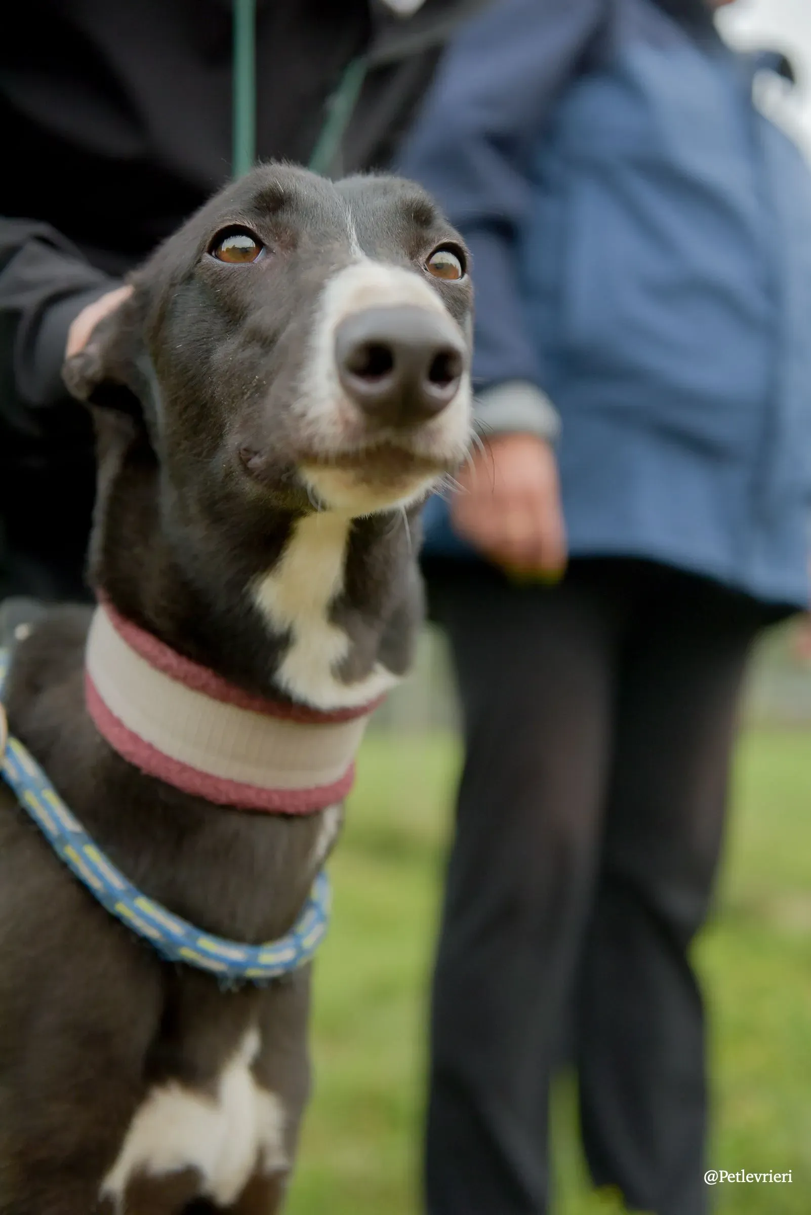 Sadie greyhound pet levrieri 13 risultato