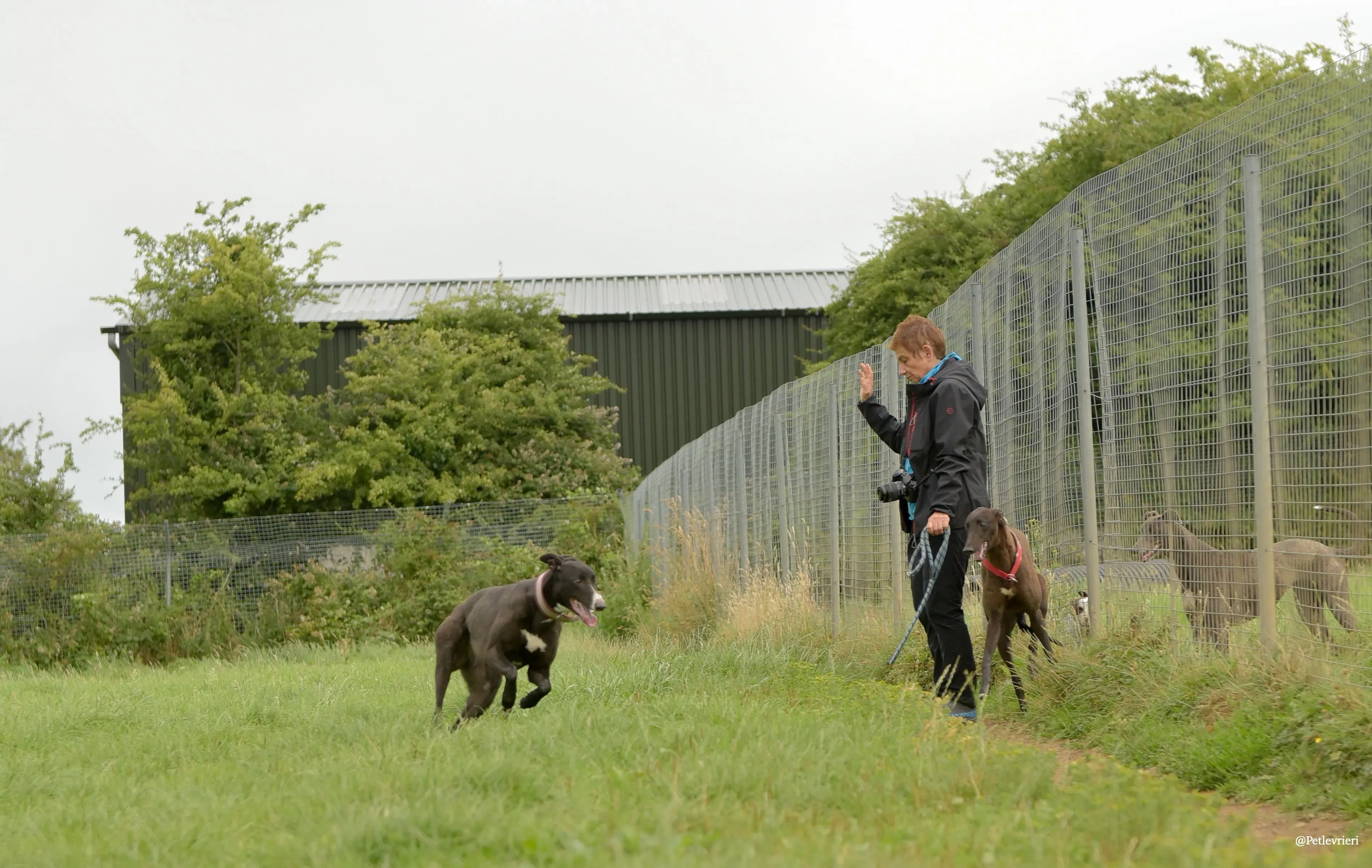 Sadie greyhound pet levrieri 14 risultato