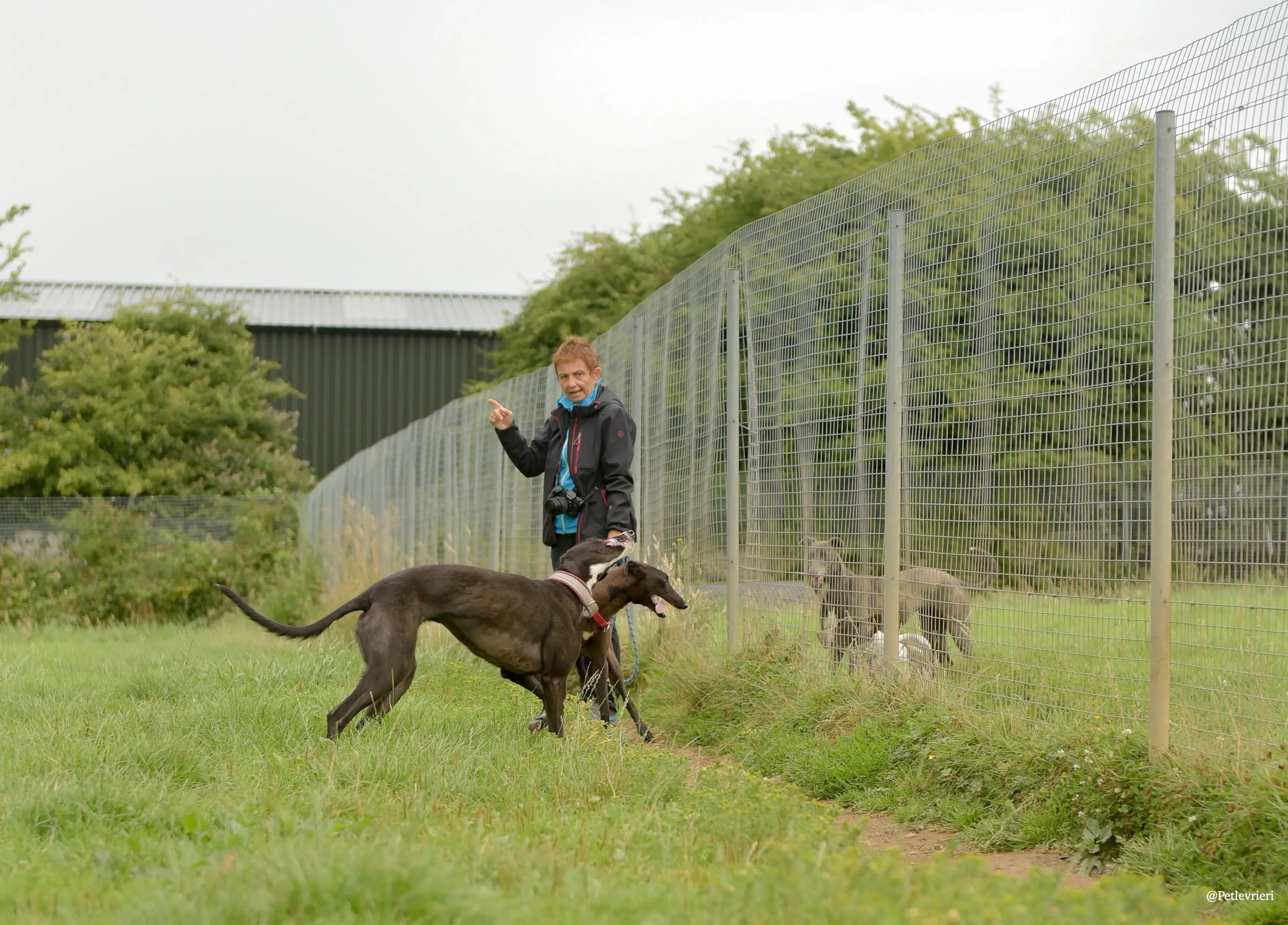 Sadie greyhound pet levrieri 15 risultato