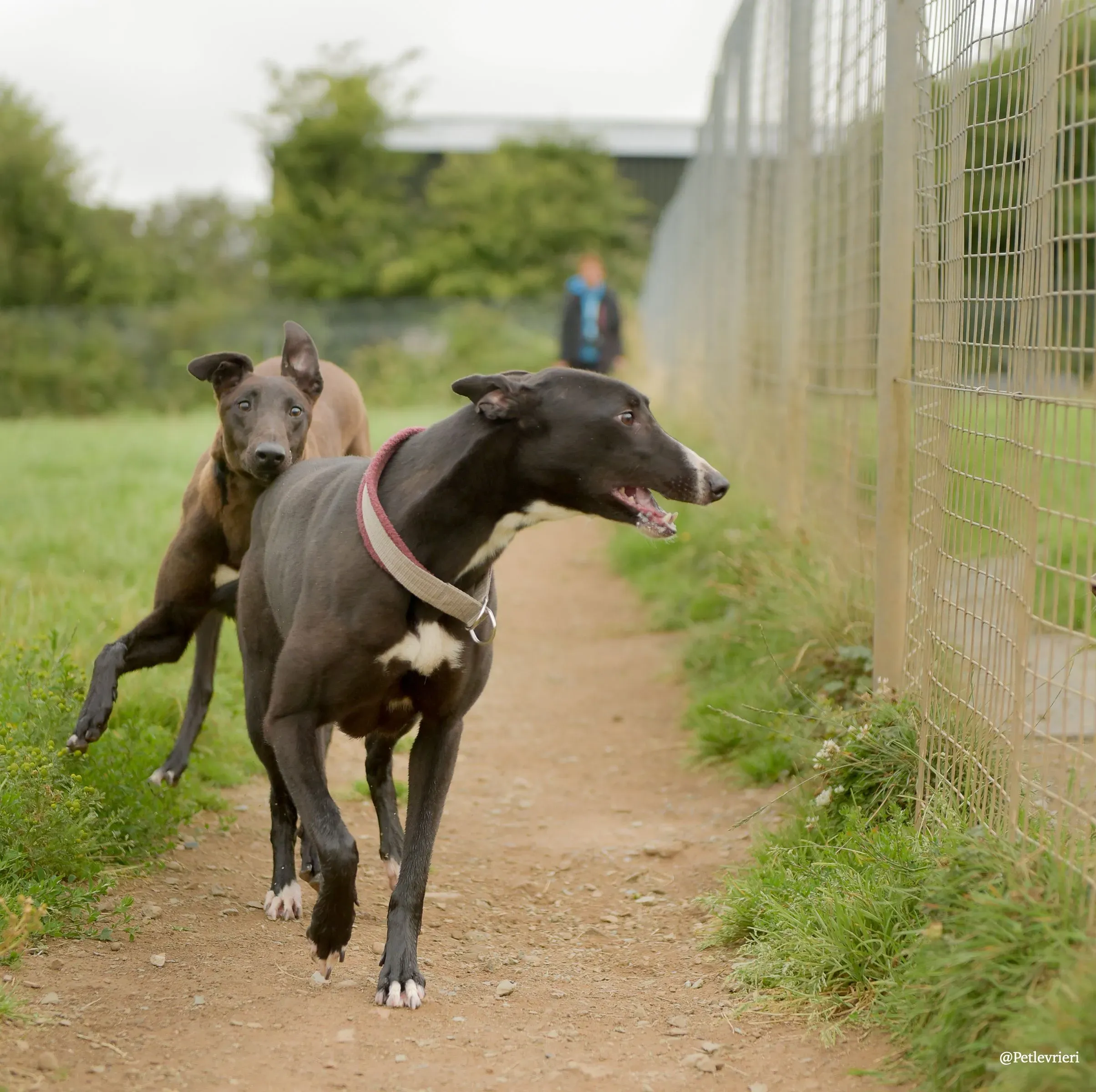 Sadie greyhound pet levrieri 16 risultato