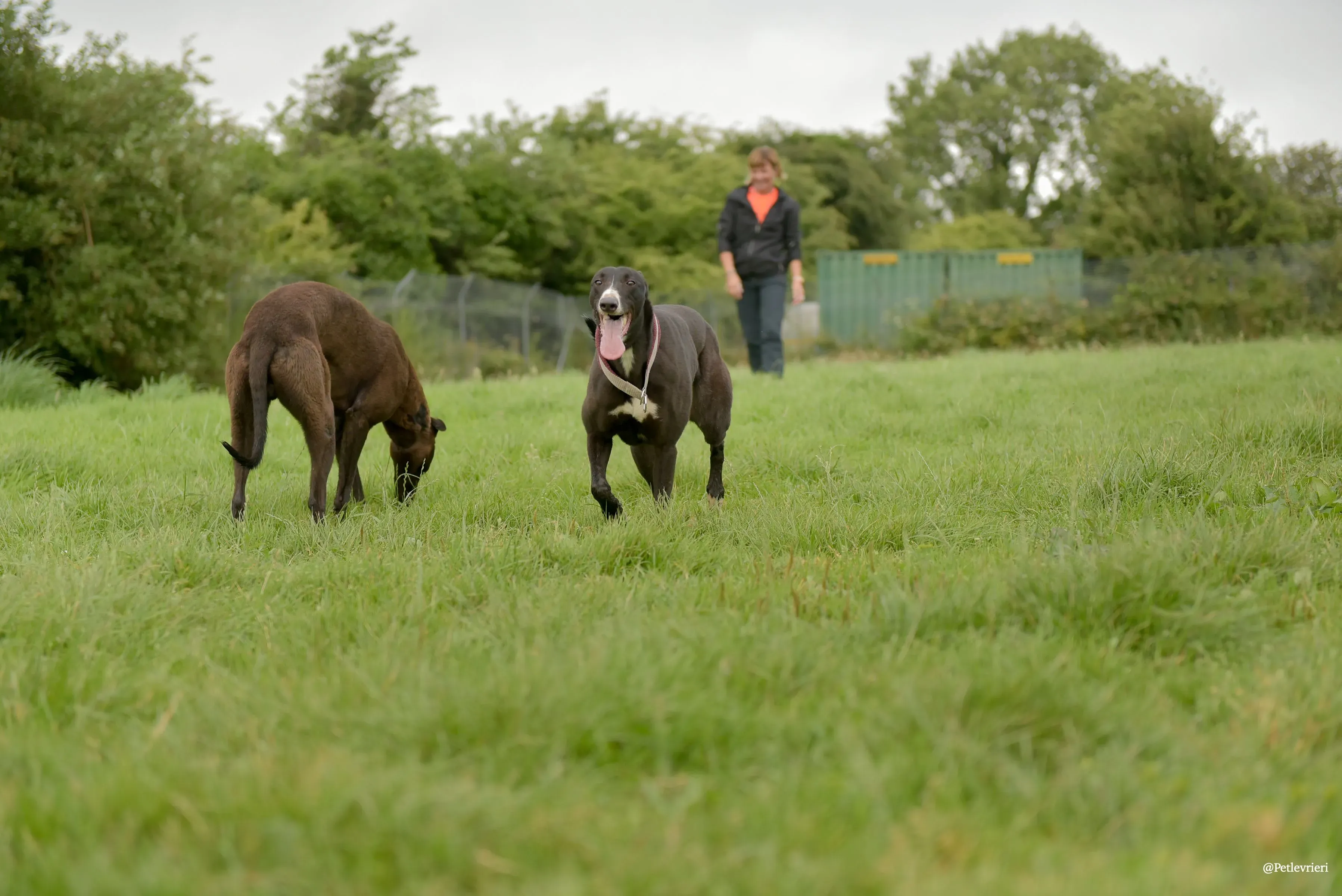 Sadie greyhound pet levrieri 17 risultato