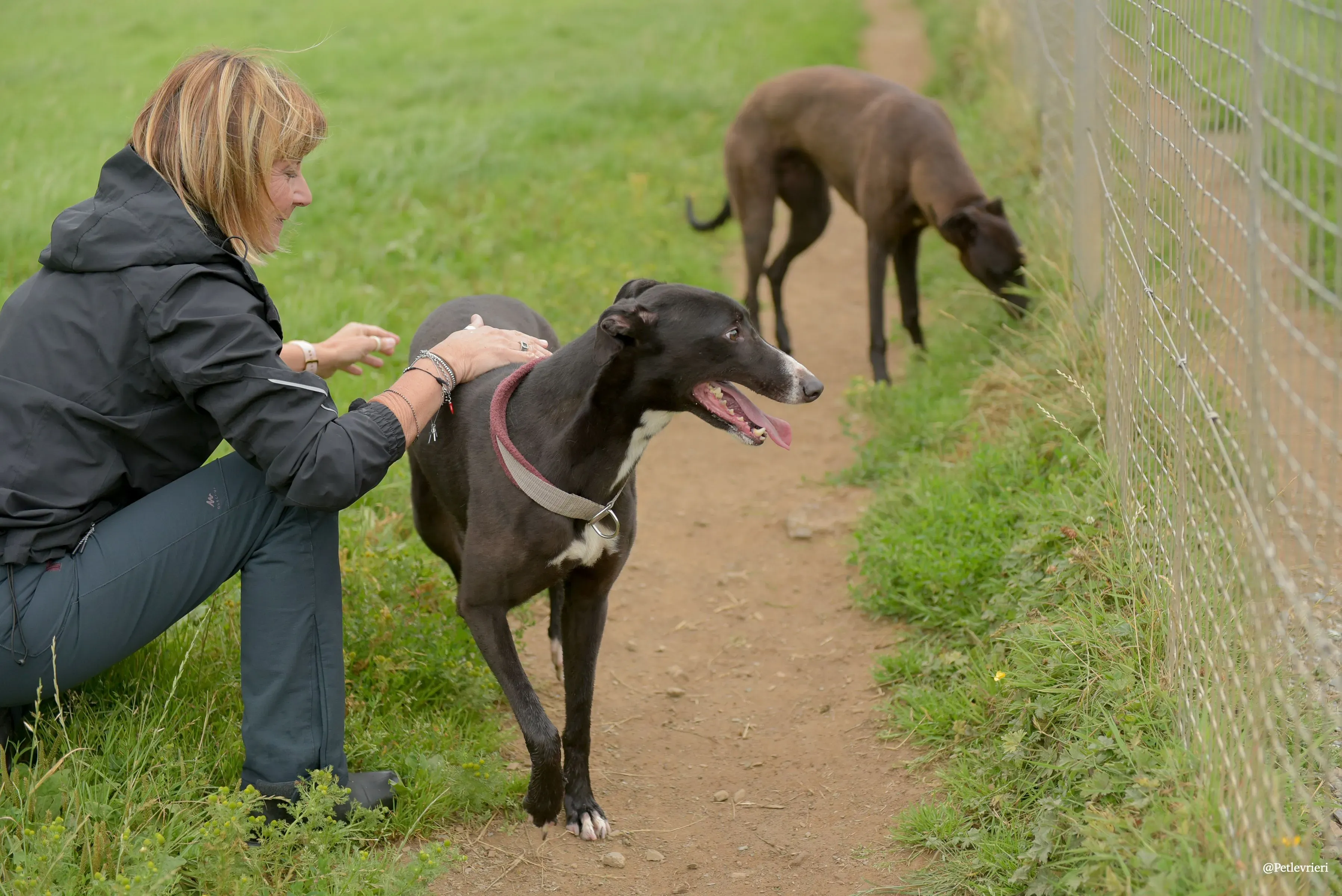 Sadie greyhound pet levrieri 18 risultato