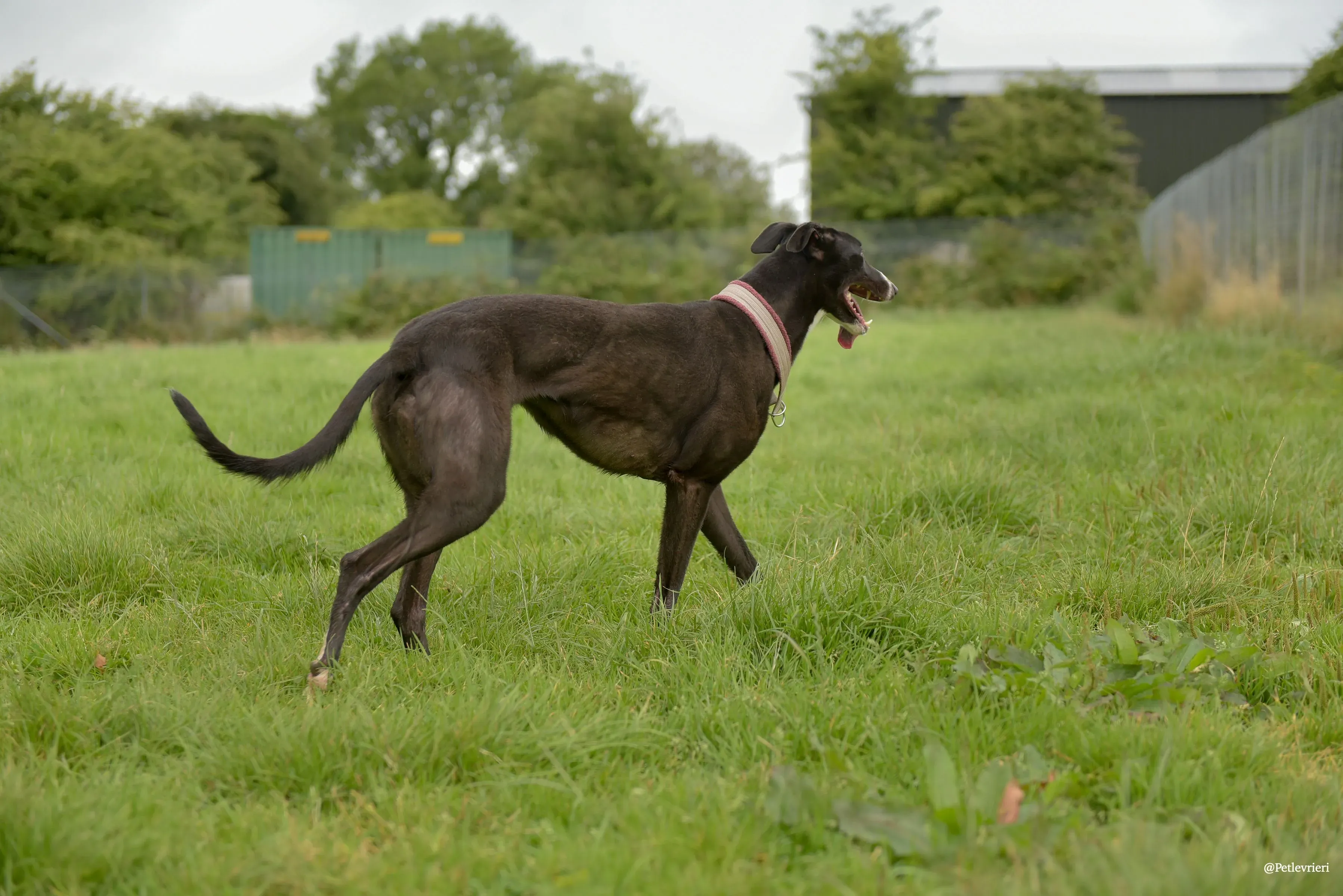 Sadie greyhound pet levrieri 19 risultato