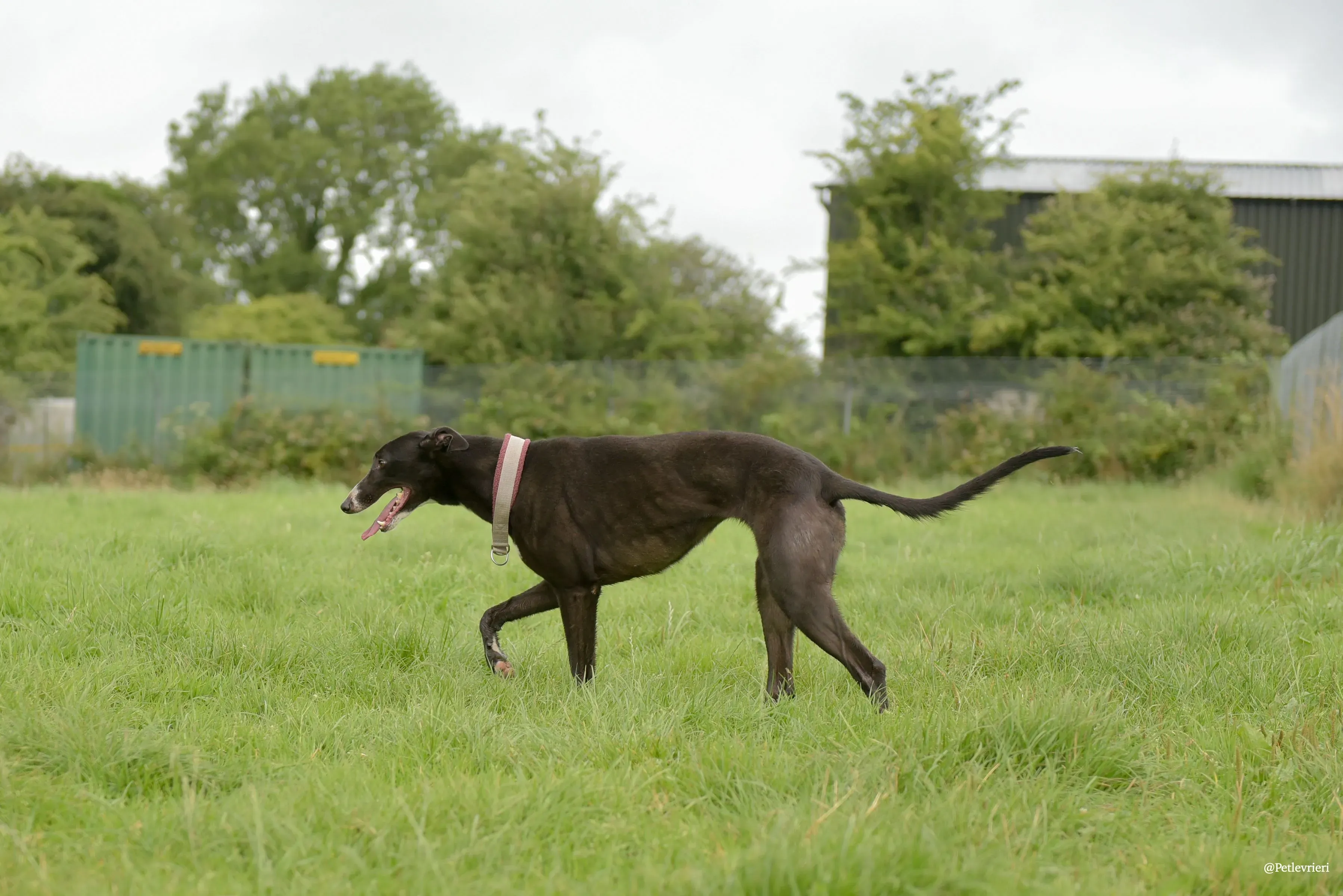Sadie greyhound pet levrieri 20 risultato