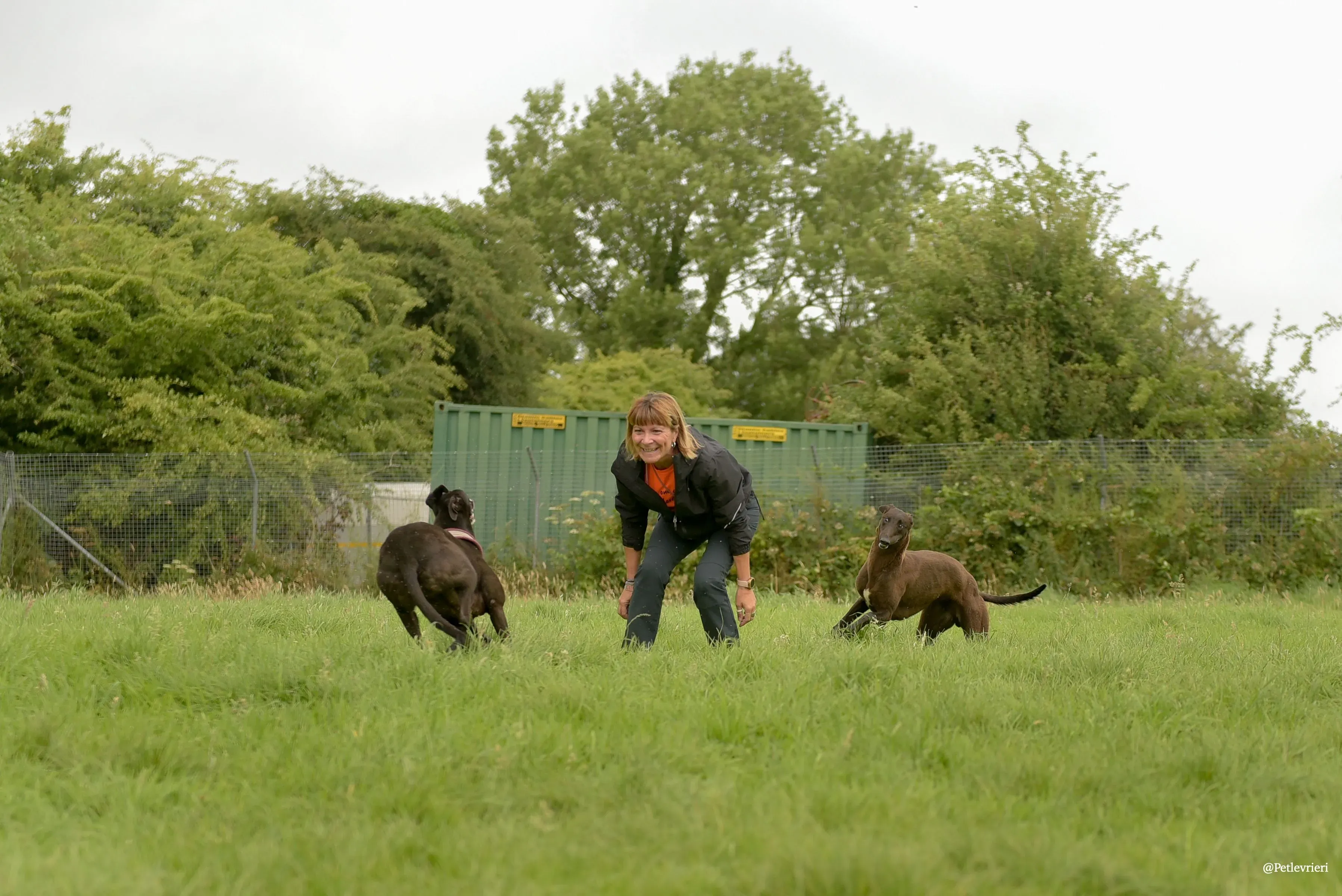 Sadie greyhound pet levrieri 21 risultato