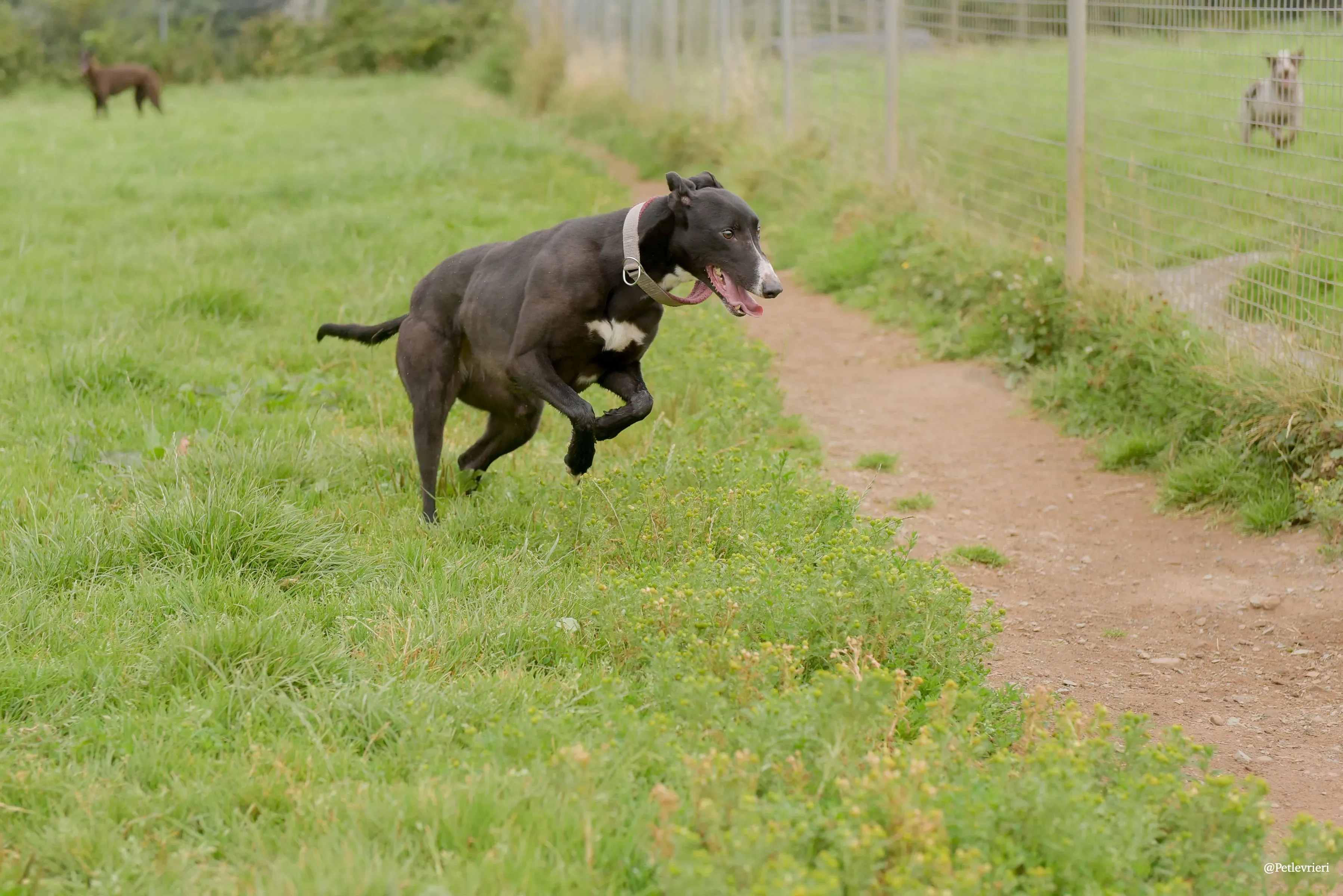 Sadie greyhound pet levrieri 22 risultato