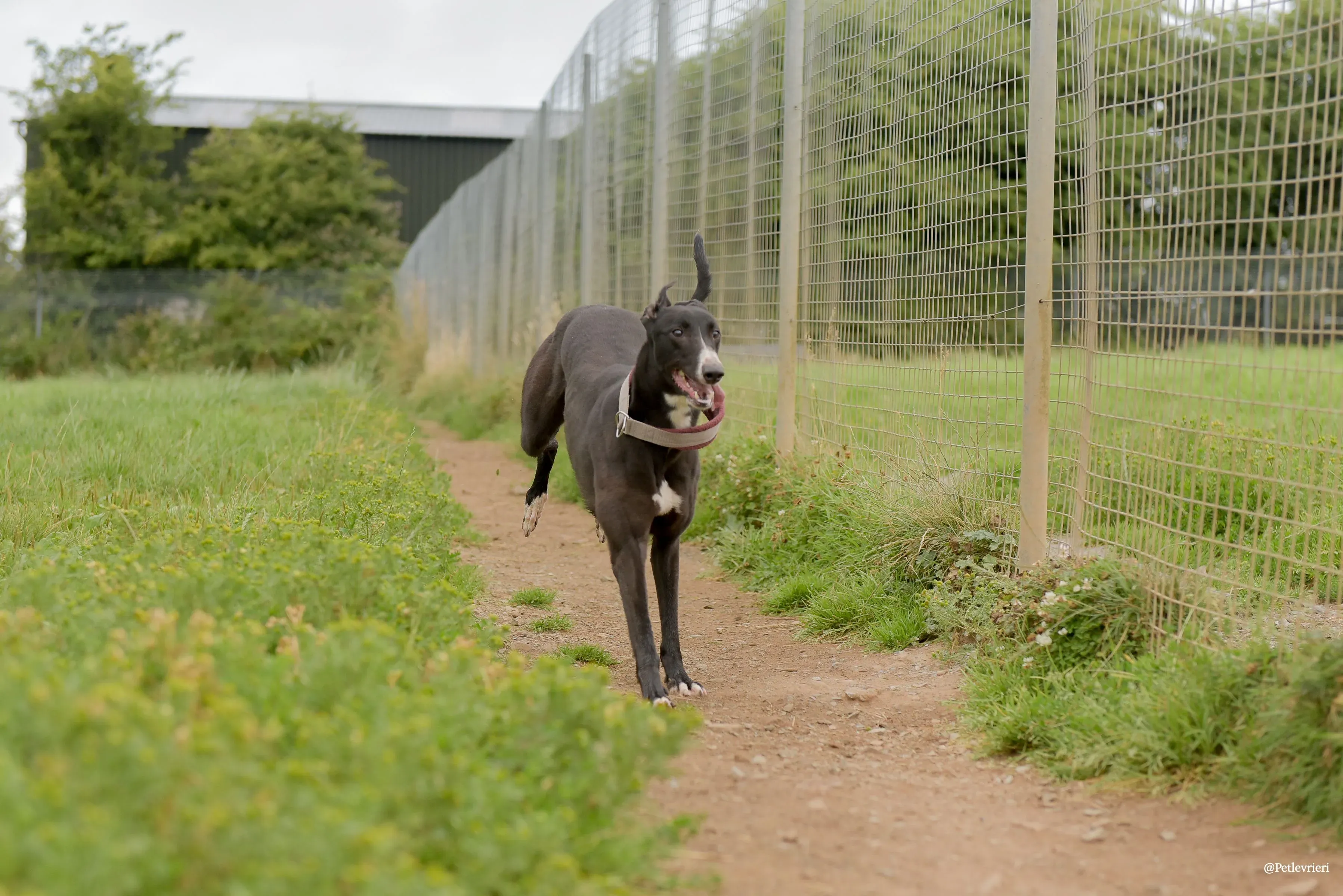 Sadie greyhound pet levrieri 23 risultato