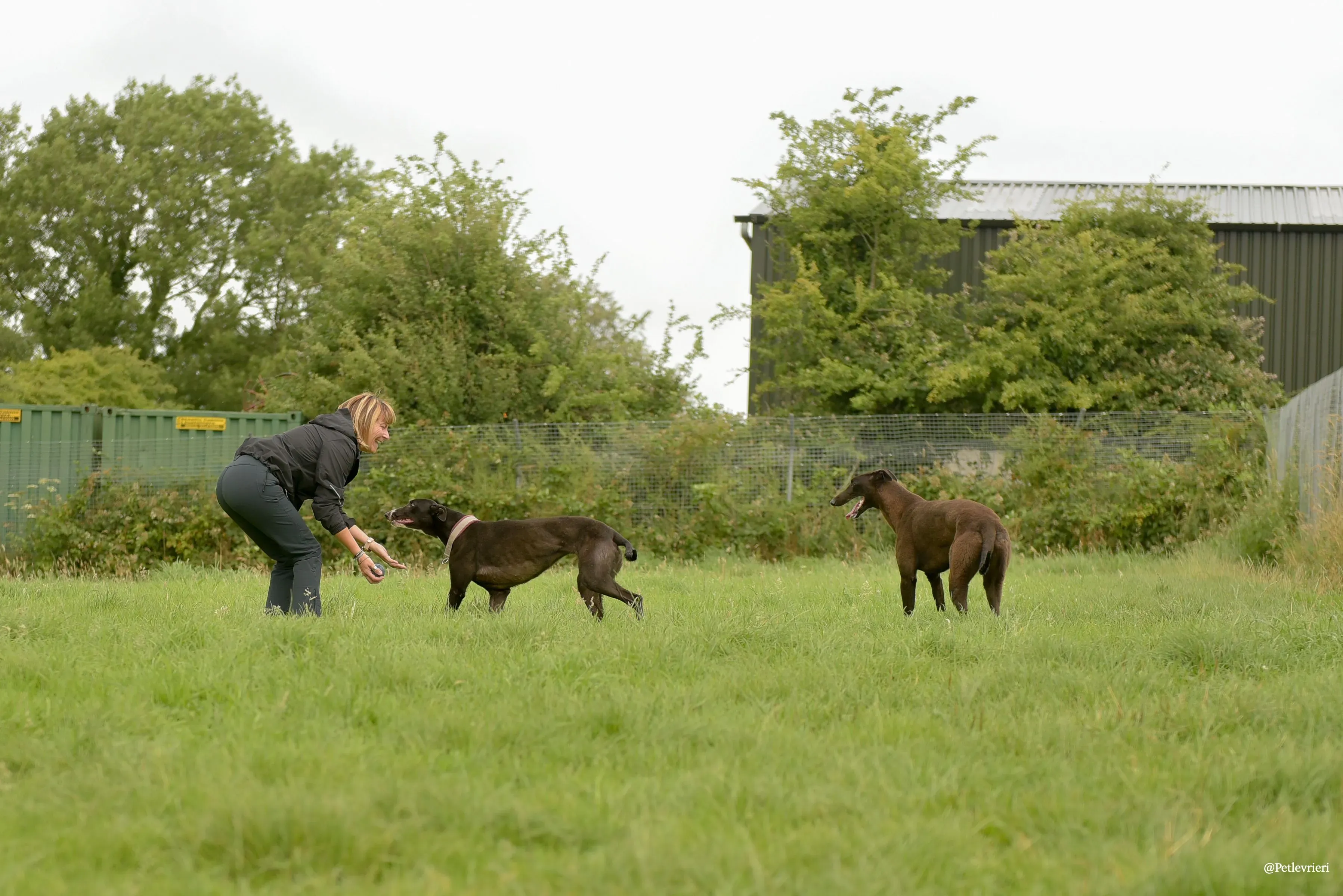 Sadie greyhound pet levrieri 24 risultato