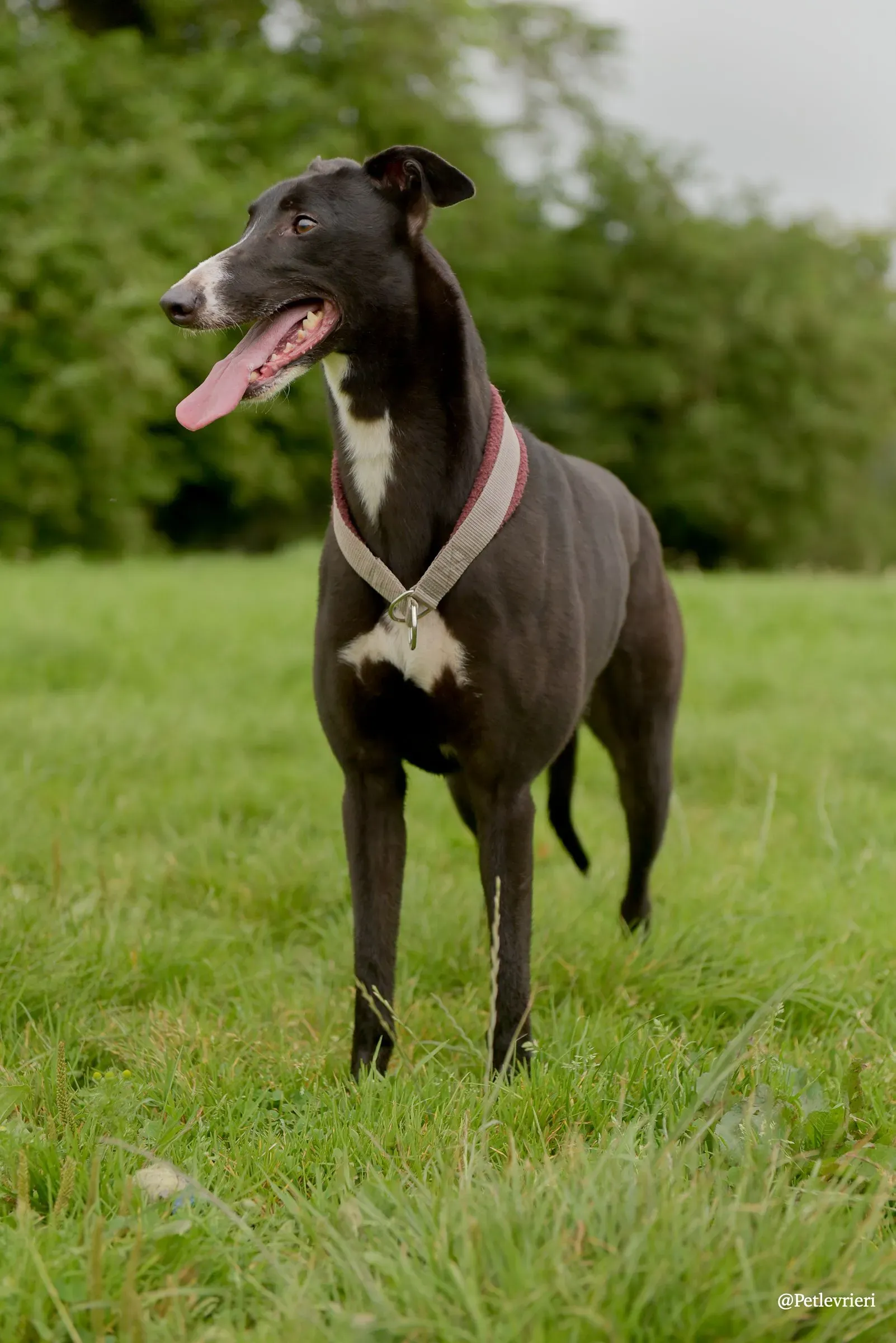 Sadie greyhound pet levrieri 25 risultato