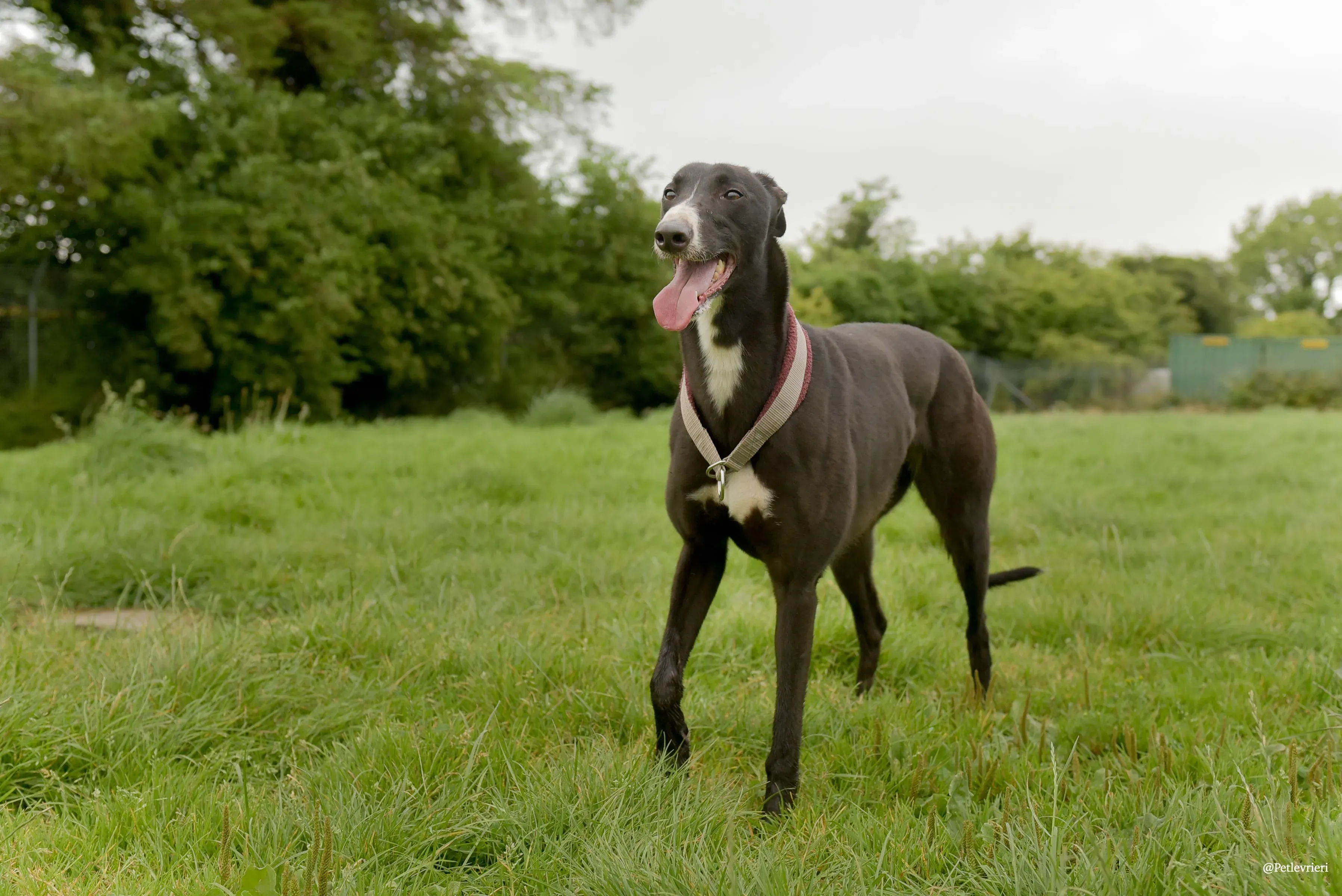 Sadie greyhound pet levrieri 26 risultato