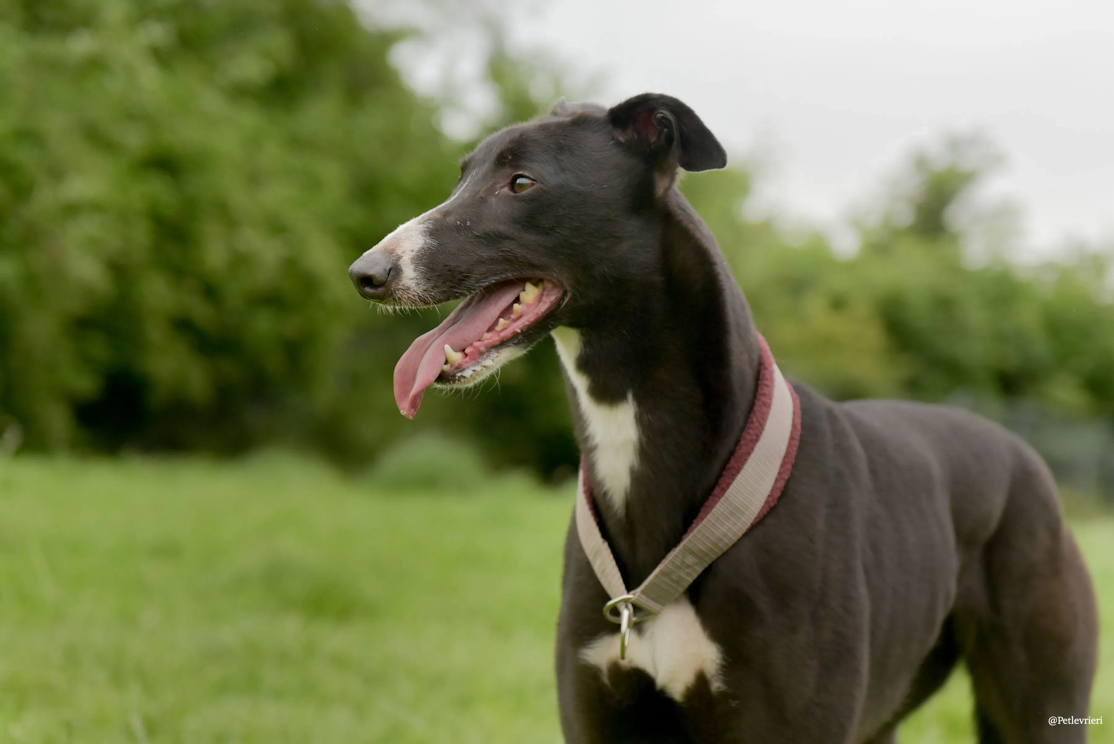 Sadie greyhound pet levrieri 27 risultato