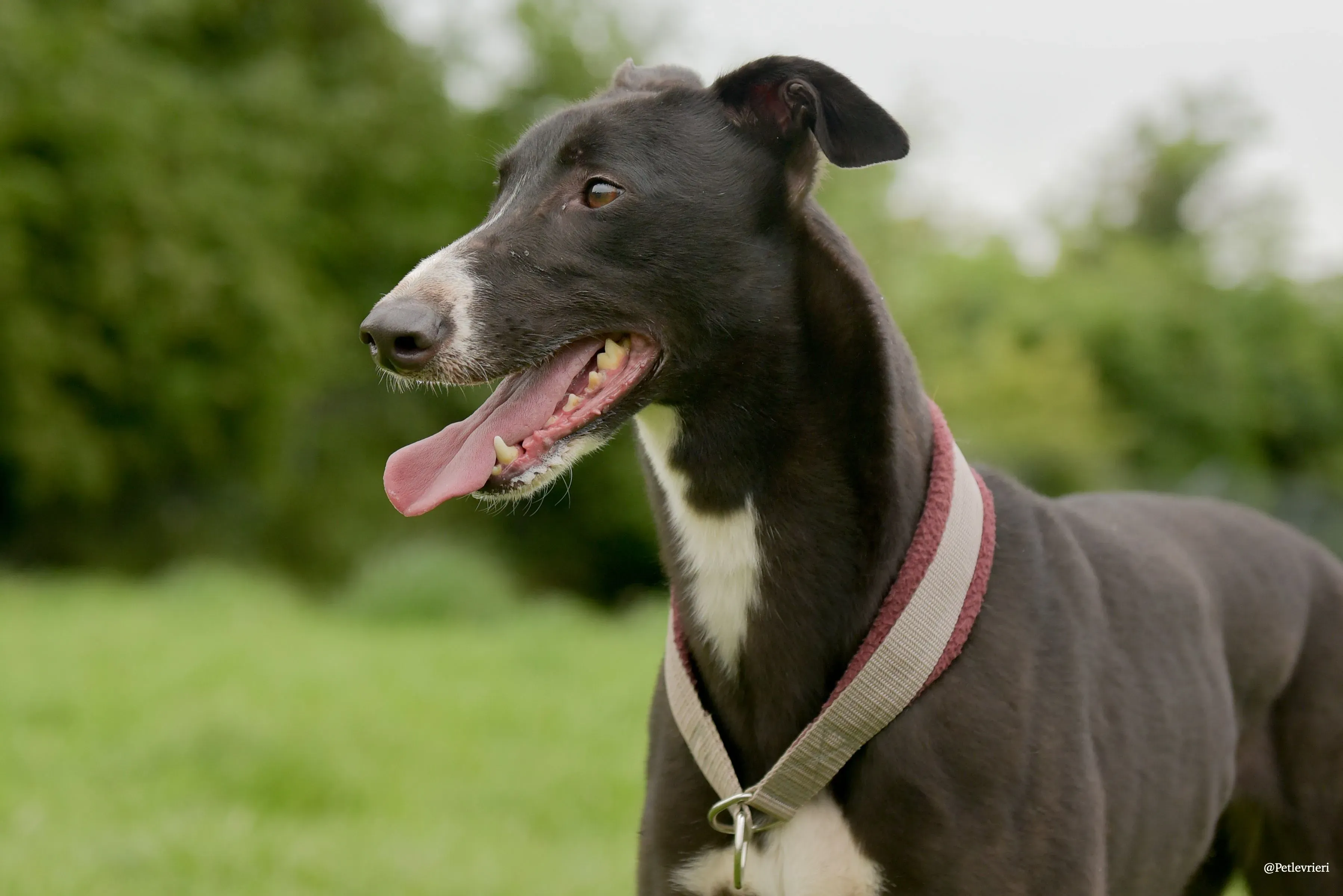 Sadie greyhound pet levrieri 28 risultato