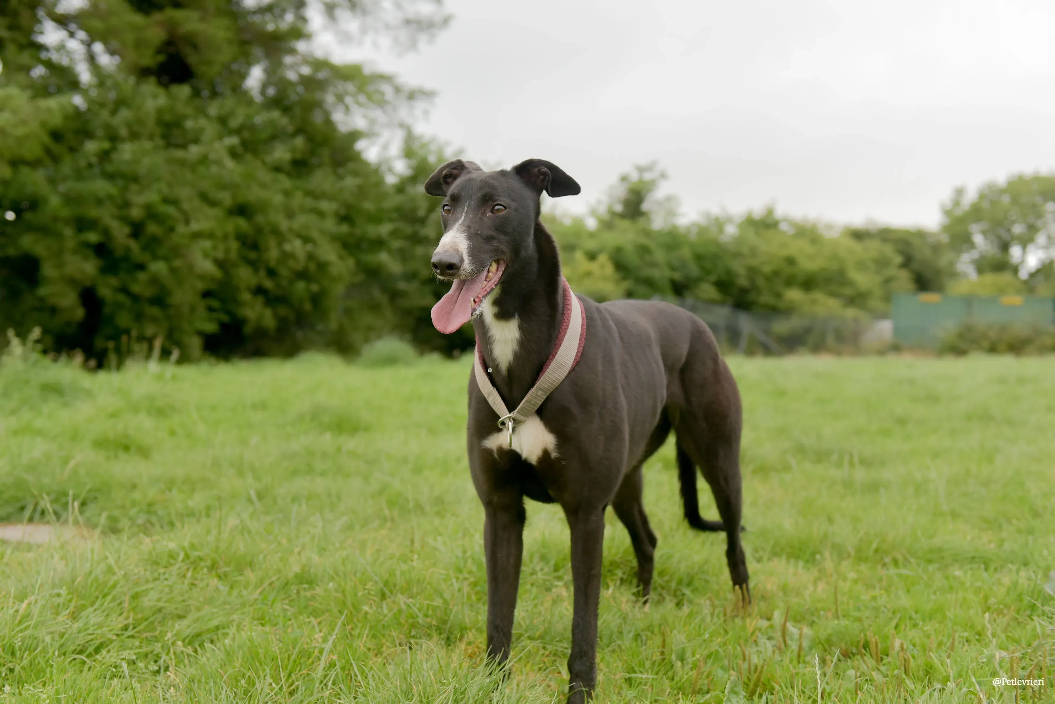 Sadie greyhound pet levrieri 29 risultato