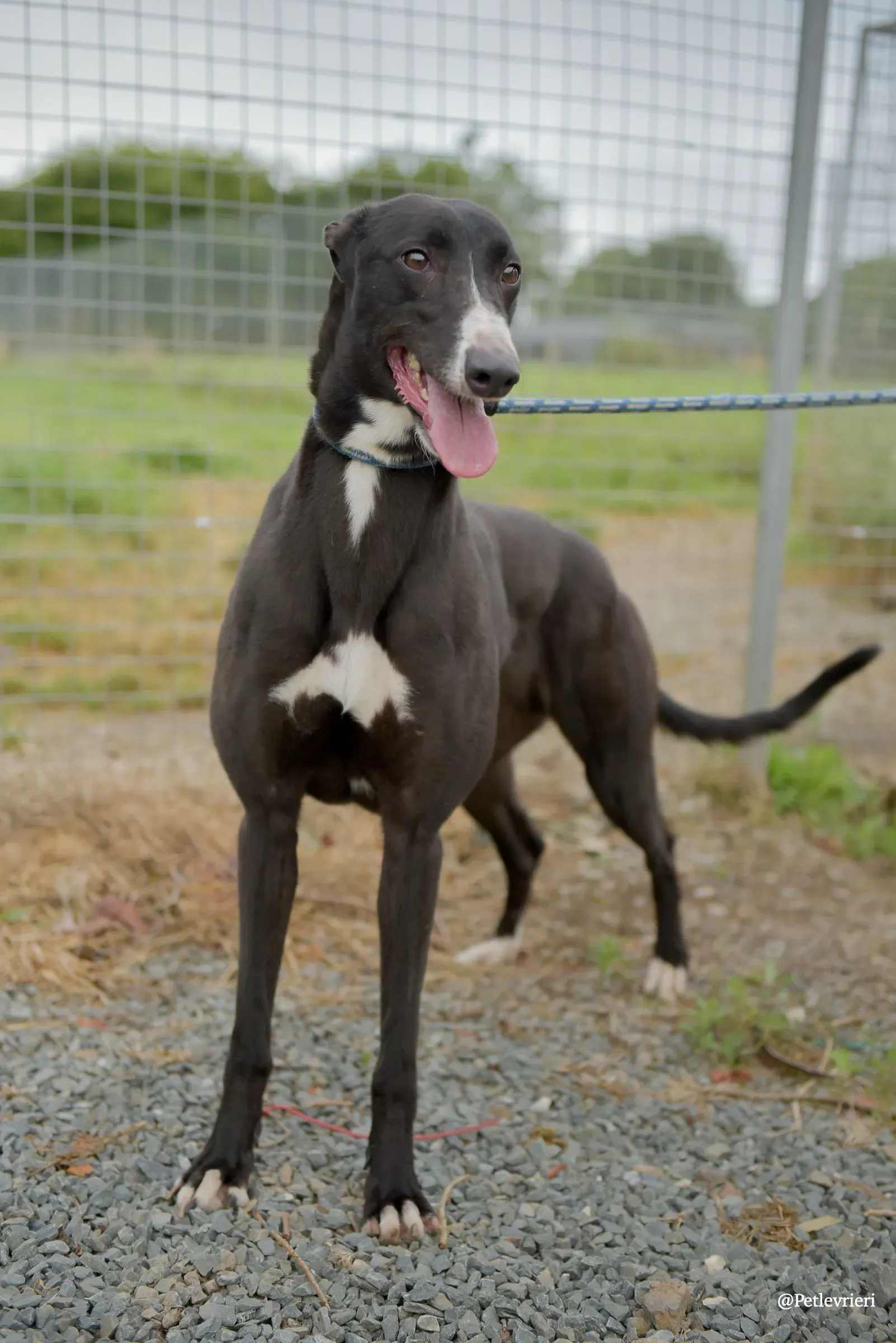 Sadie greyhound pet levrieri 2 risultato