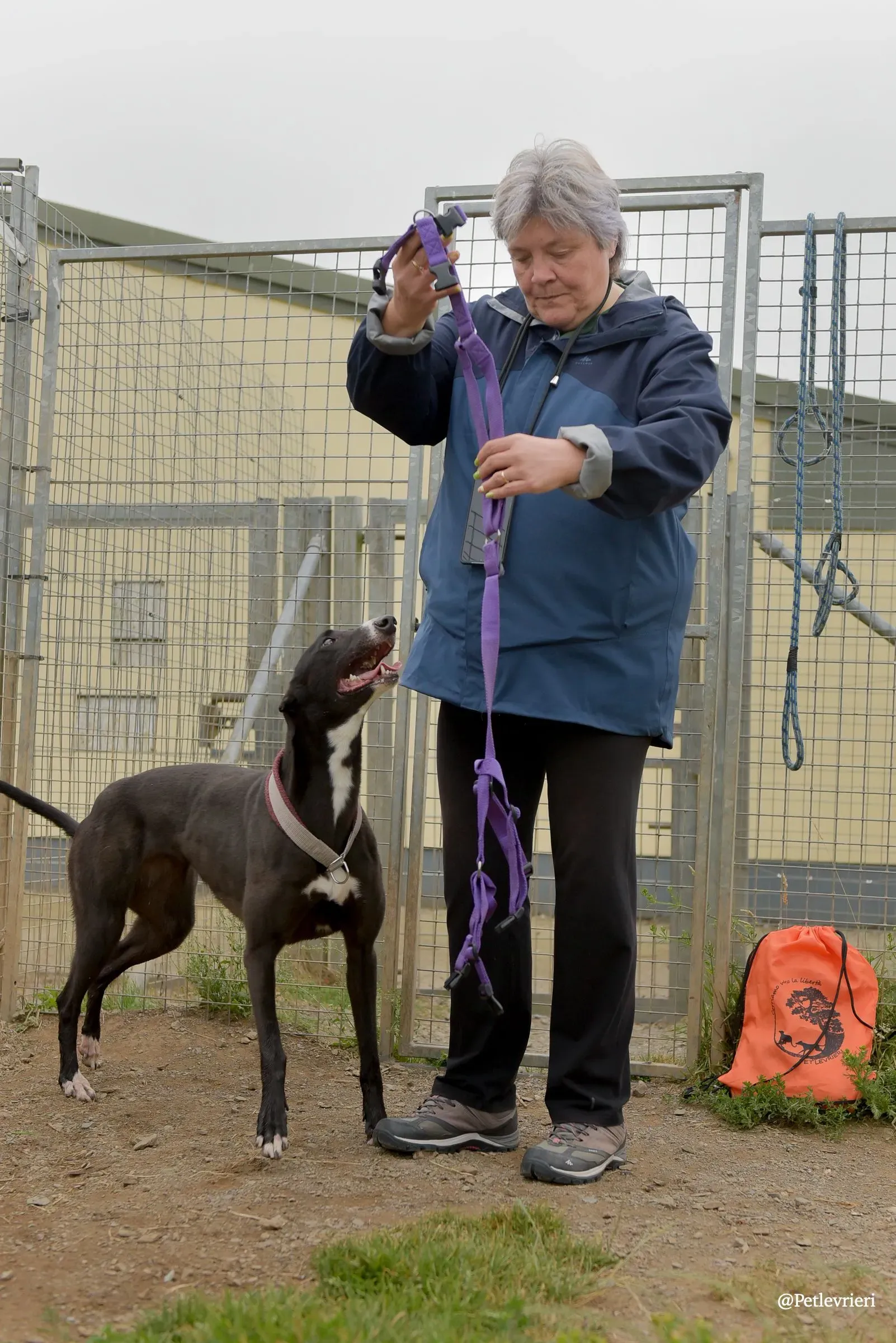 Sadie greyhound pet levrieri 30 risultato