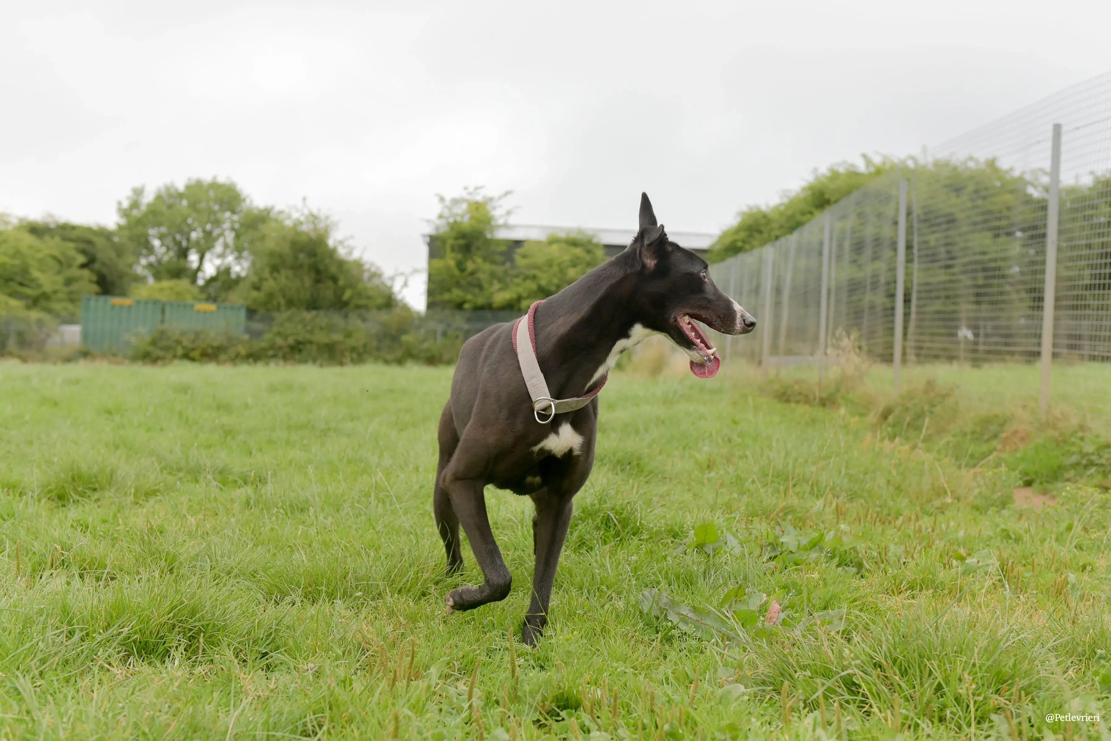 Sadie greyhound pet levrieri 31 risultato