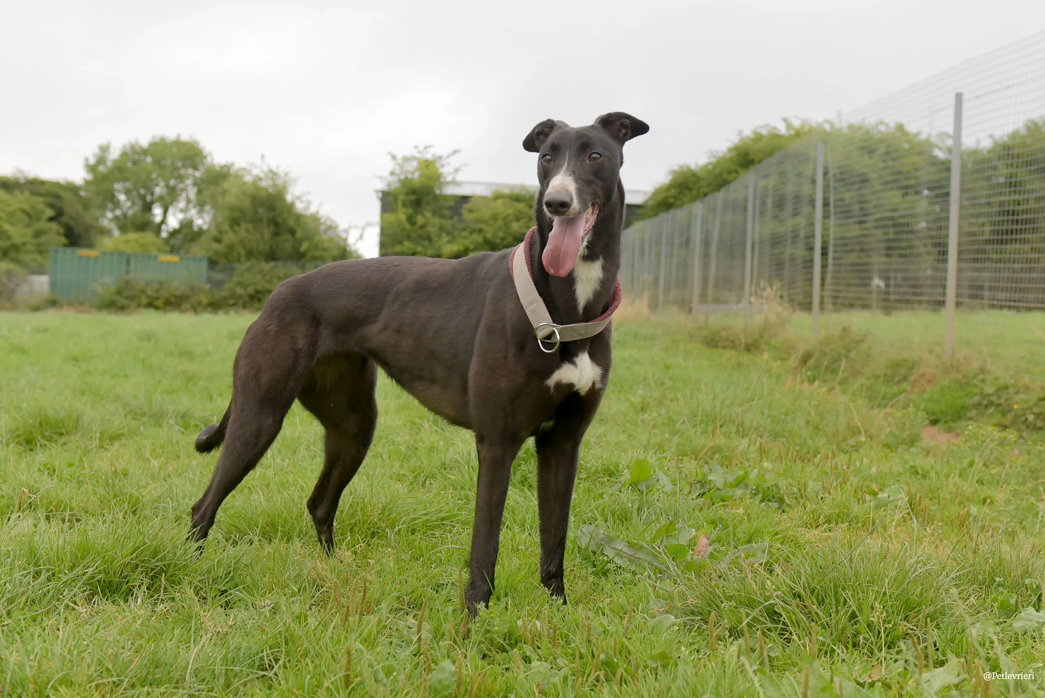 Sadie greyhound pet levrieri 32 risultato