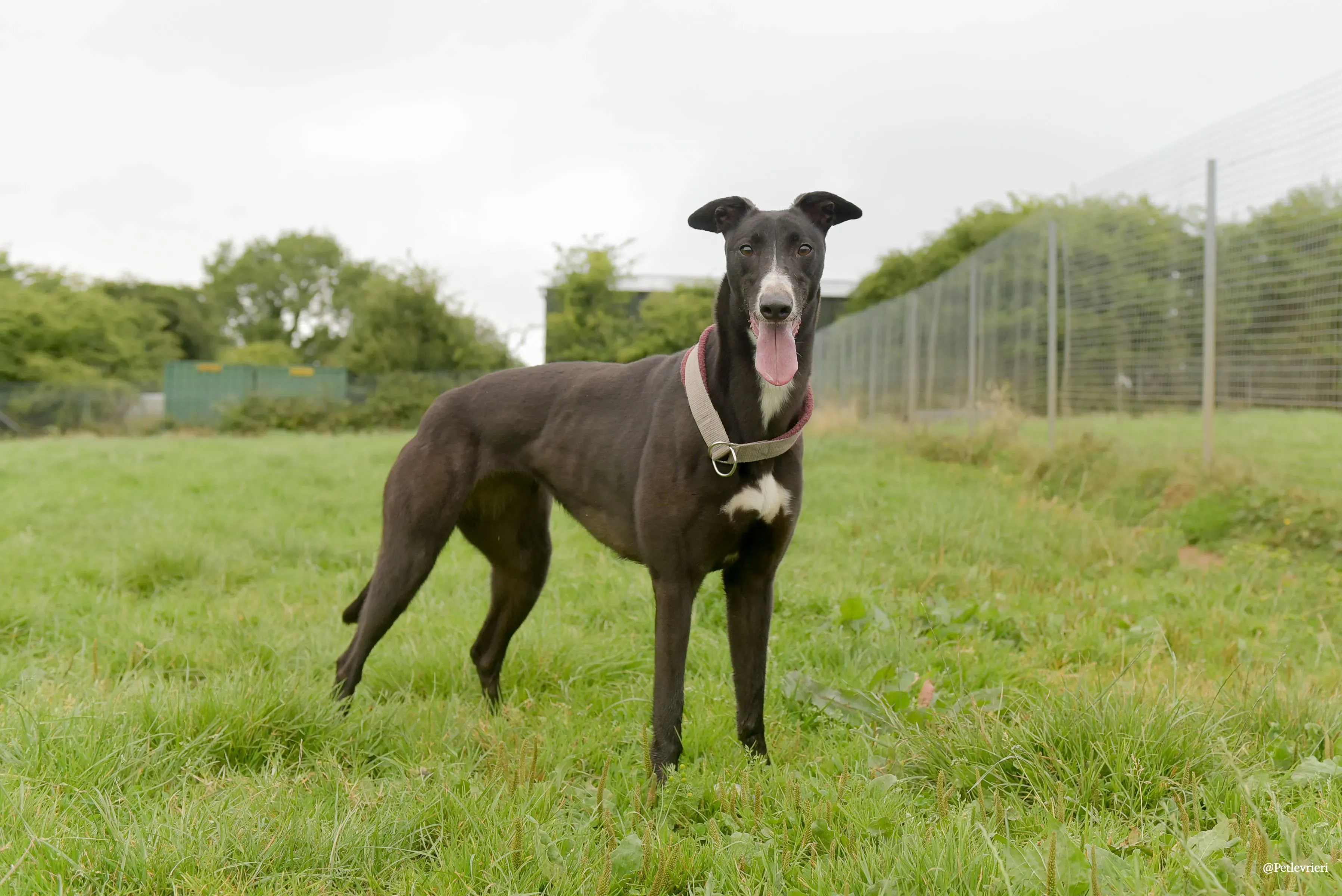 Sadie greyhound pet levrieri 33 risultato