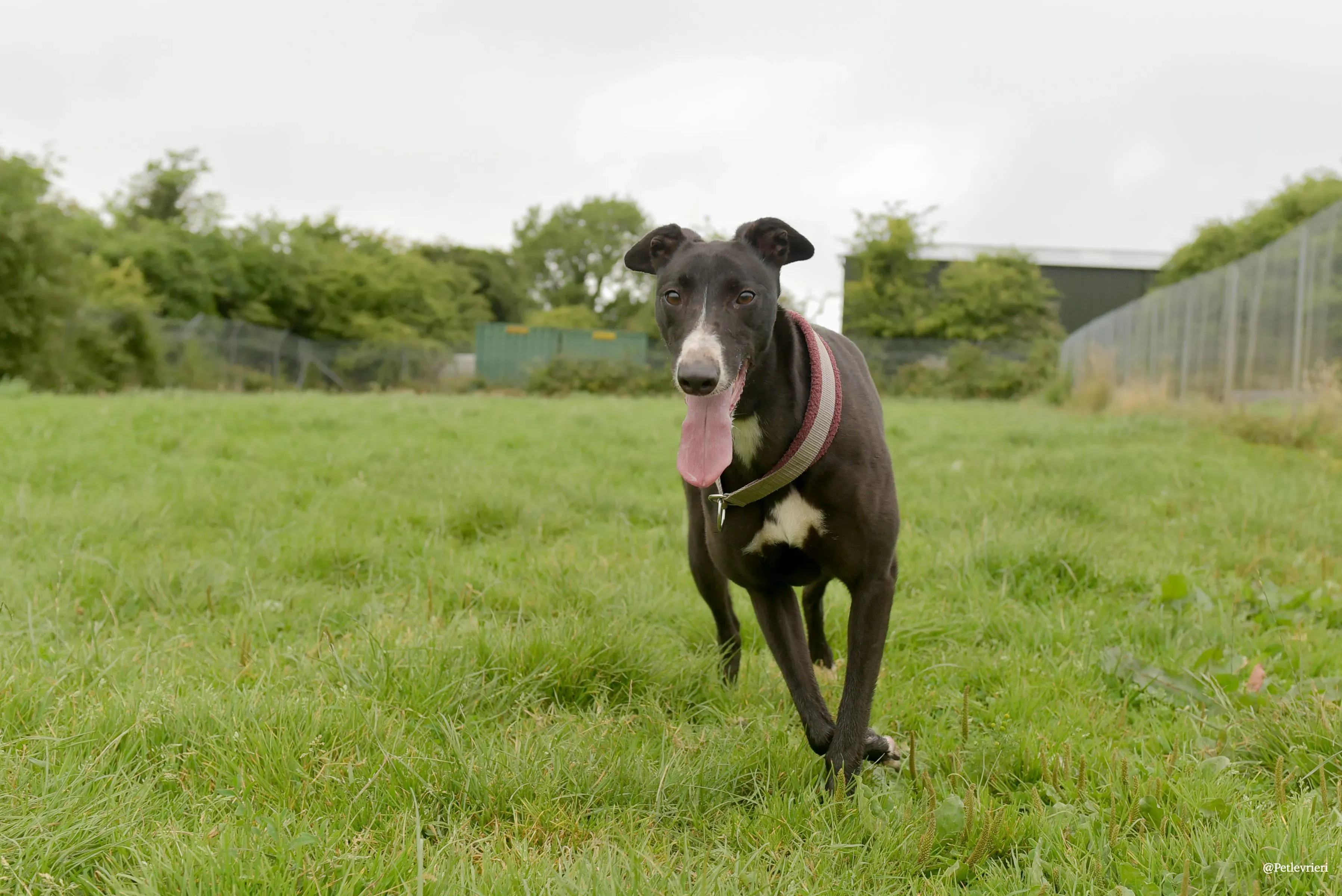 Sadie greyhound pet levrieri 34 risultato