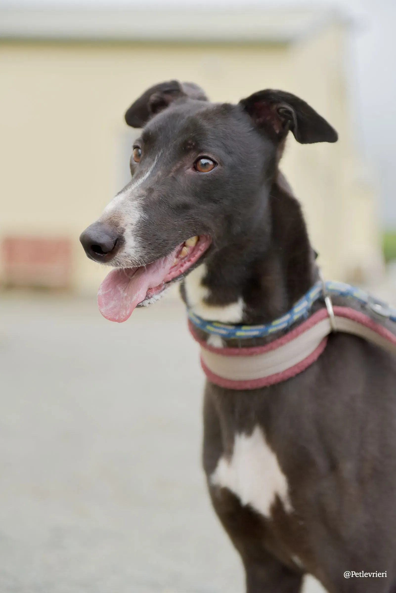 Sadie greyhound pet levrieri 35 risultato