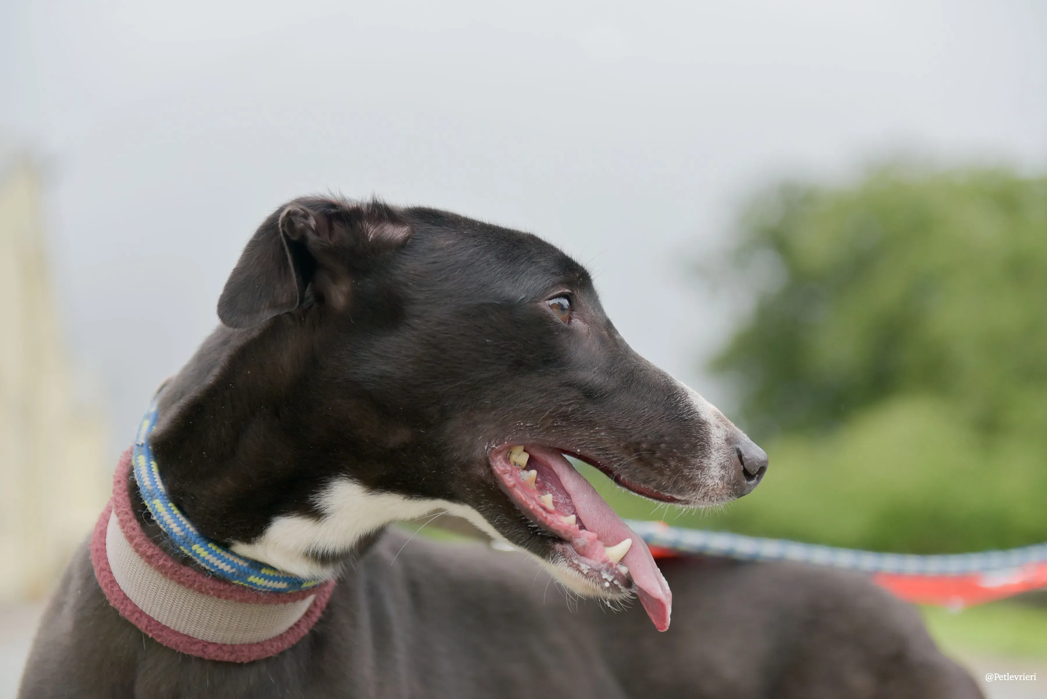 Sadie greyhound pet levrieri 36 risultato