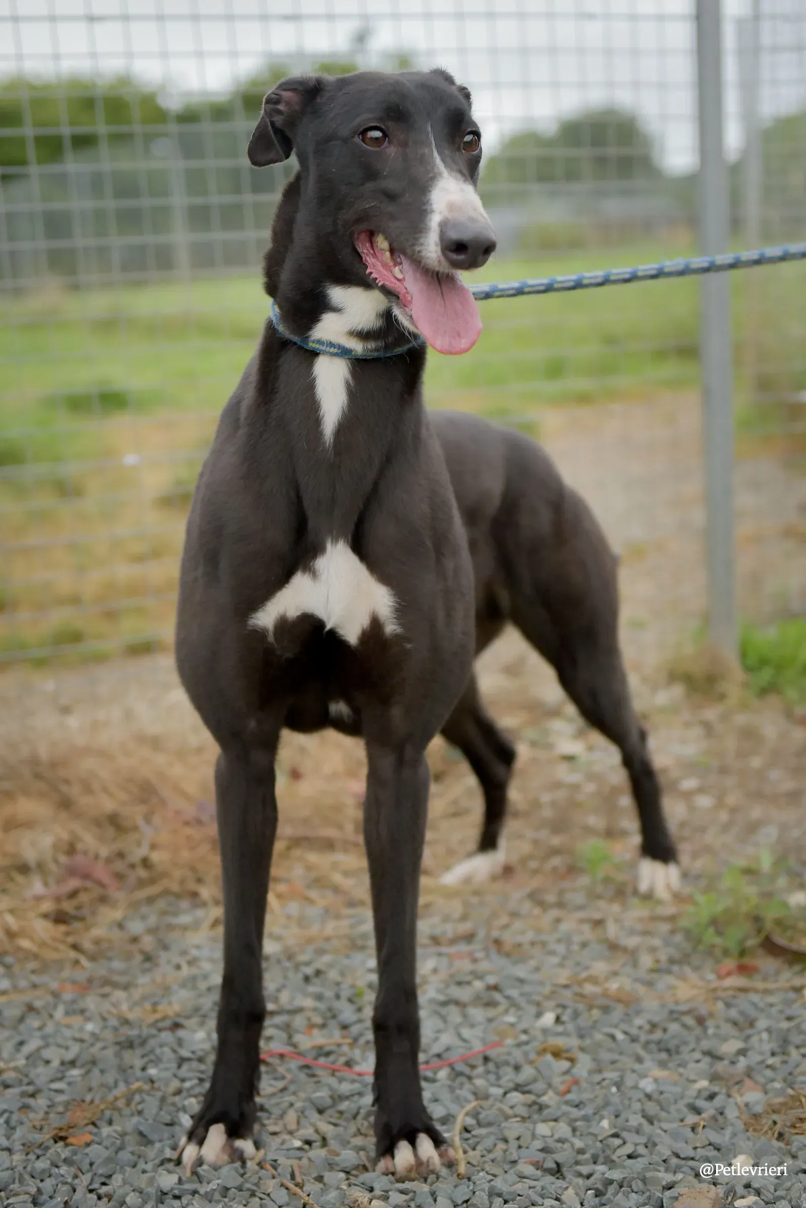 Sadie greyhound pet levrieri 3 risultato