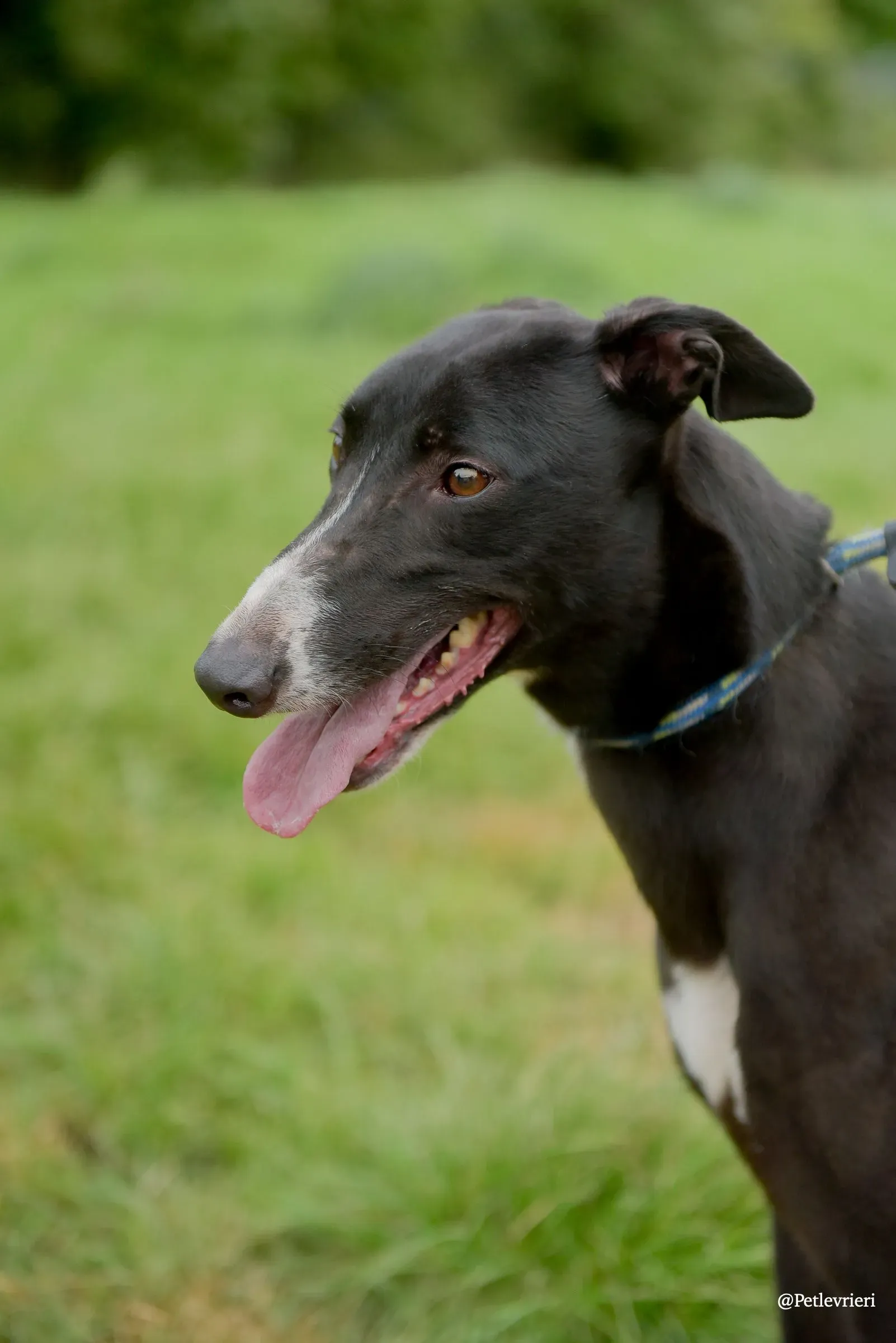 Sadie greyhound pet levrieri 4 risultato