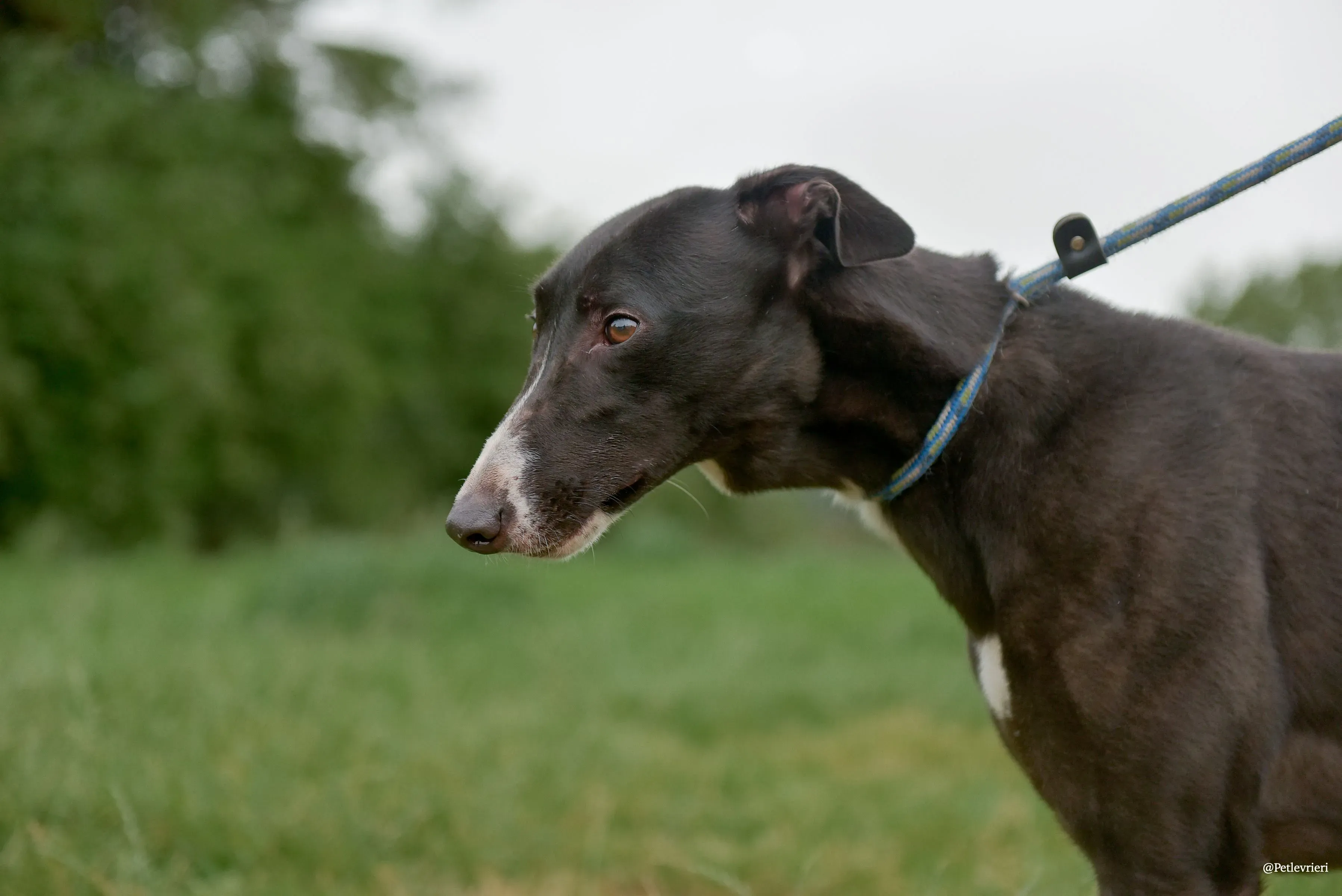 Sadie greyhound pet levrieri 5 risultato