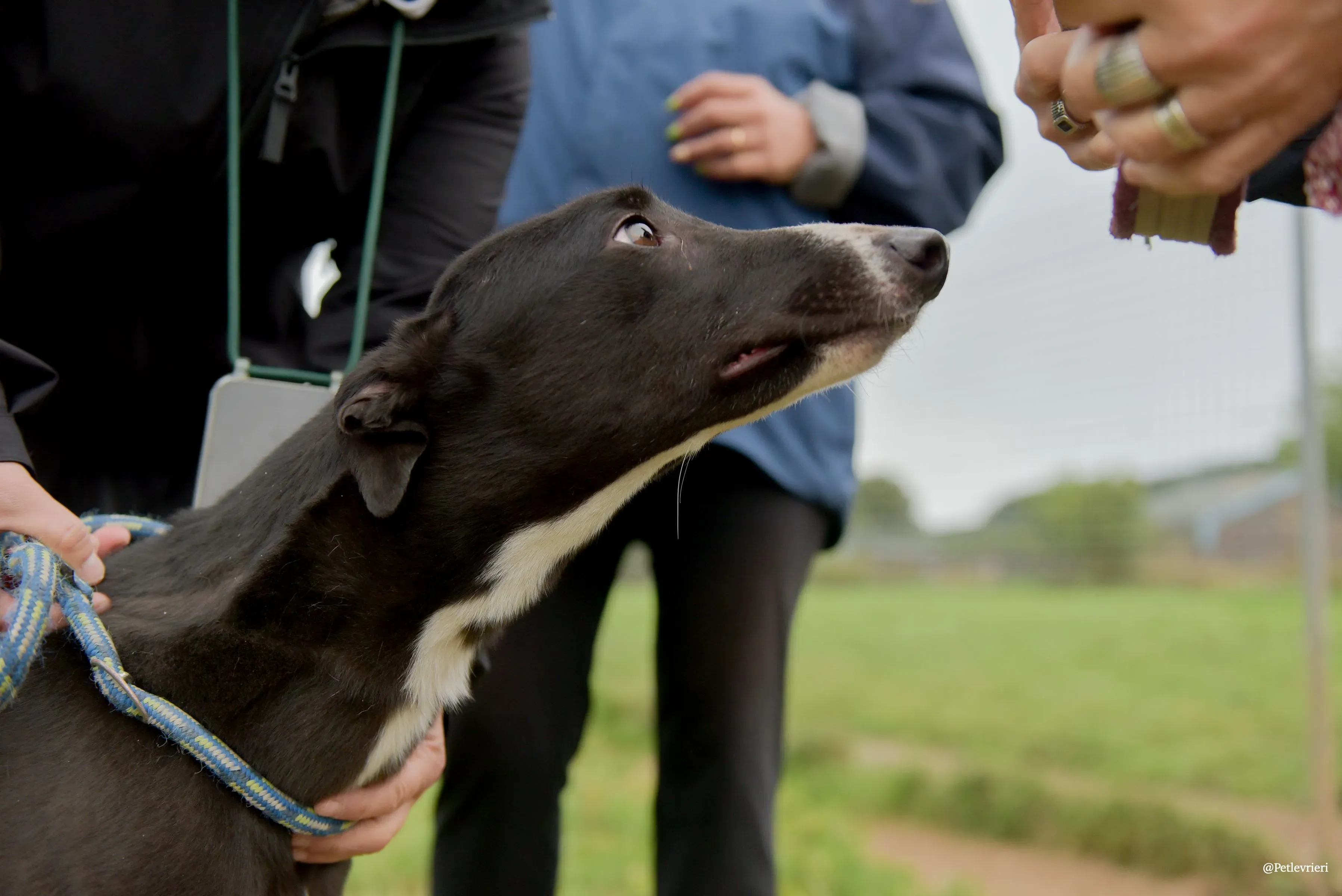 Sadie greyhound pet levrieri 6 risultato
